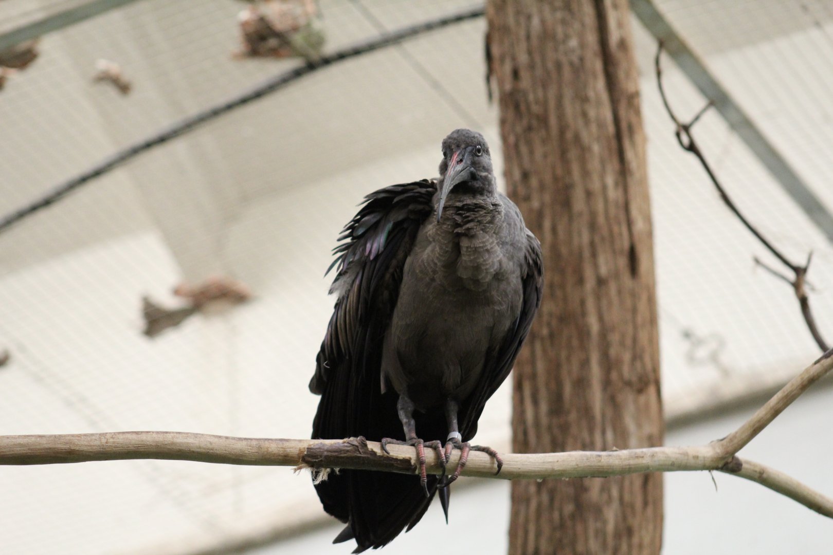 East African Hadada Ibis