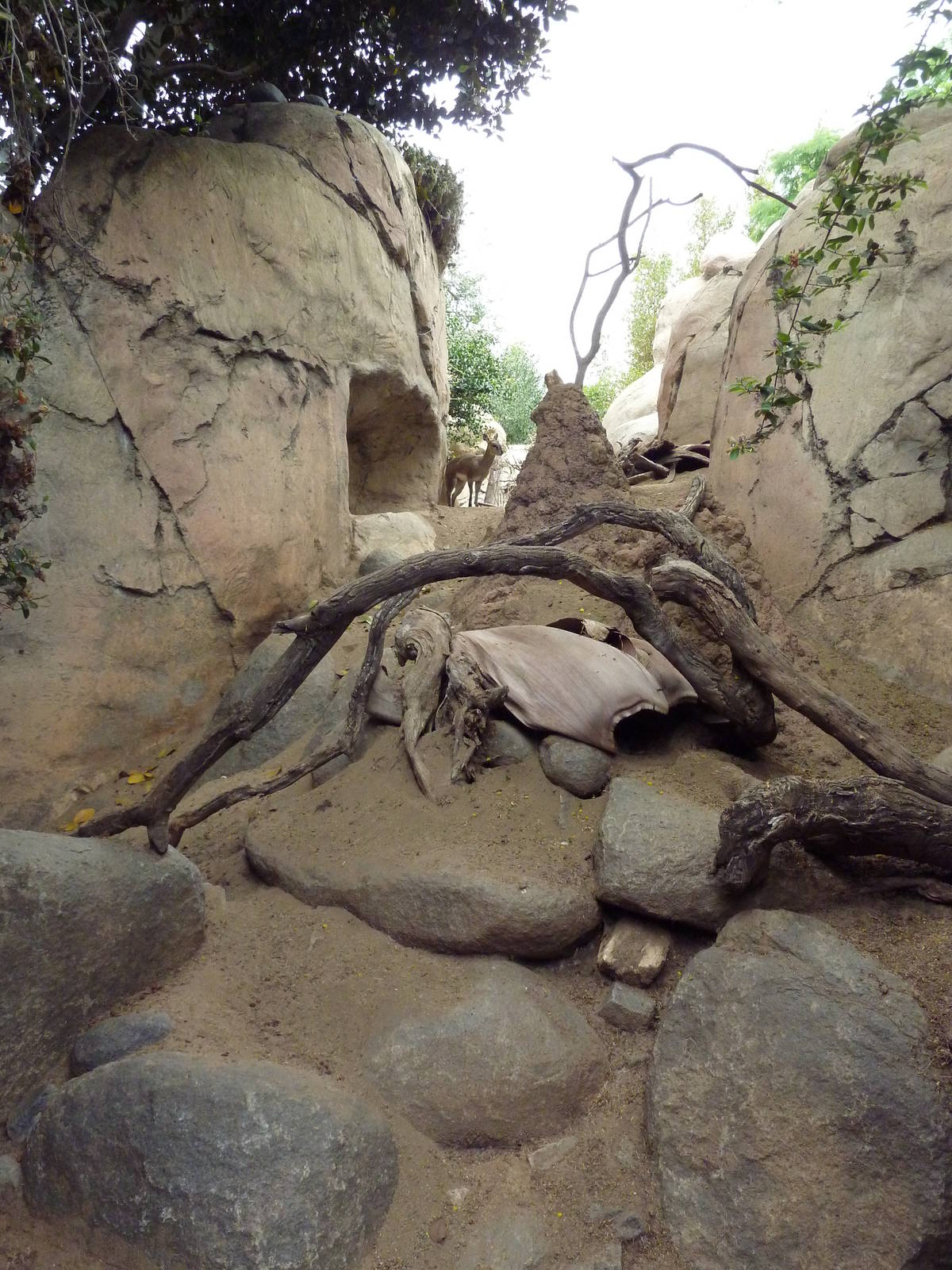 East African Kopje - Klipspringer/Rock Hyrax Exhibit