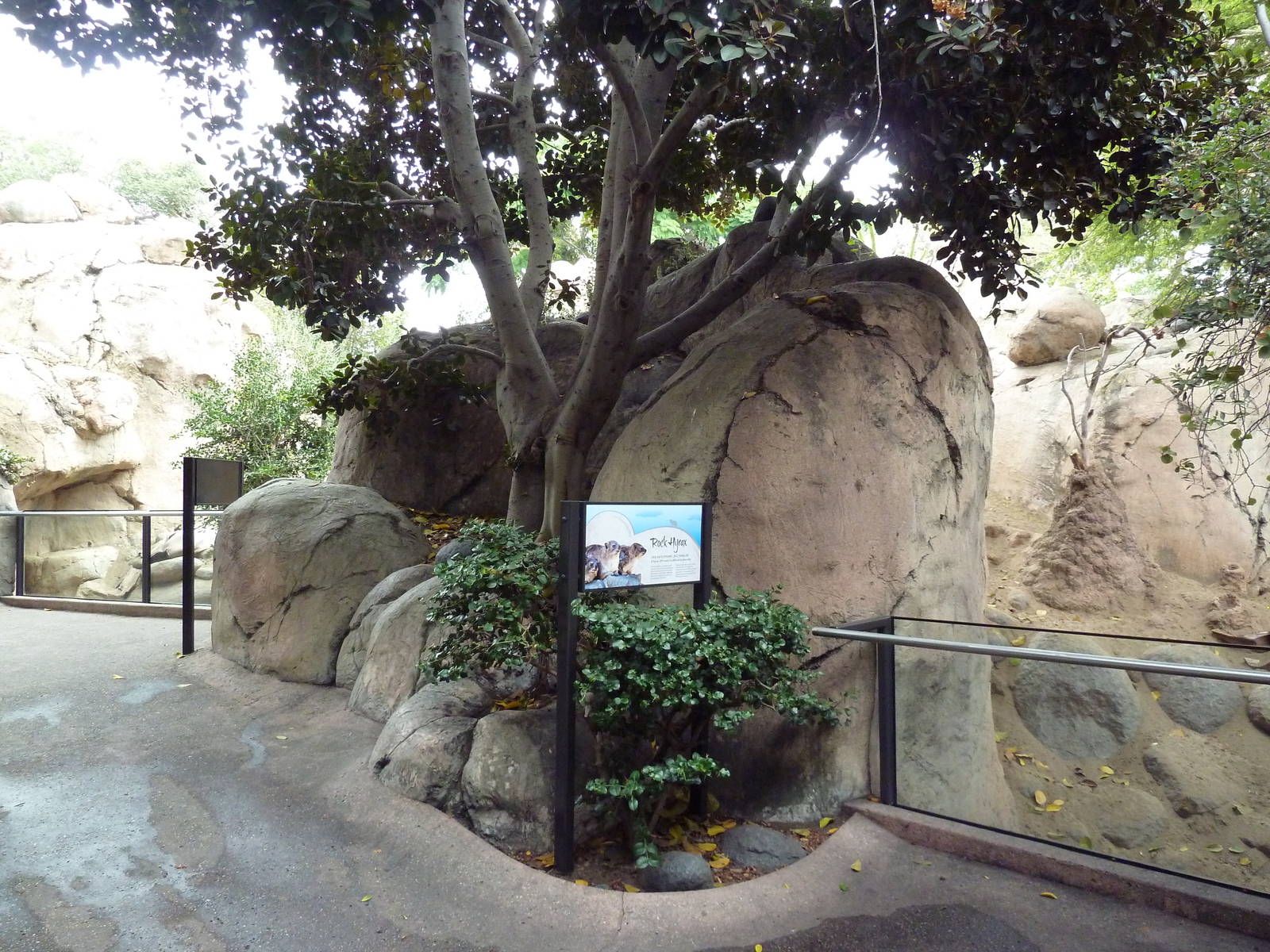 East African Kopje - Klipspringer/Rock Hyrax Exhibit