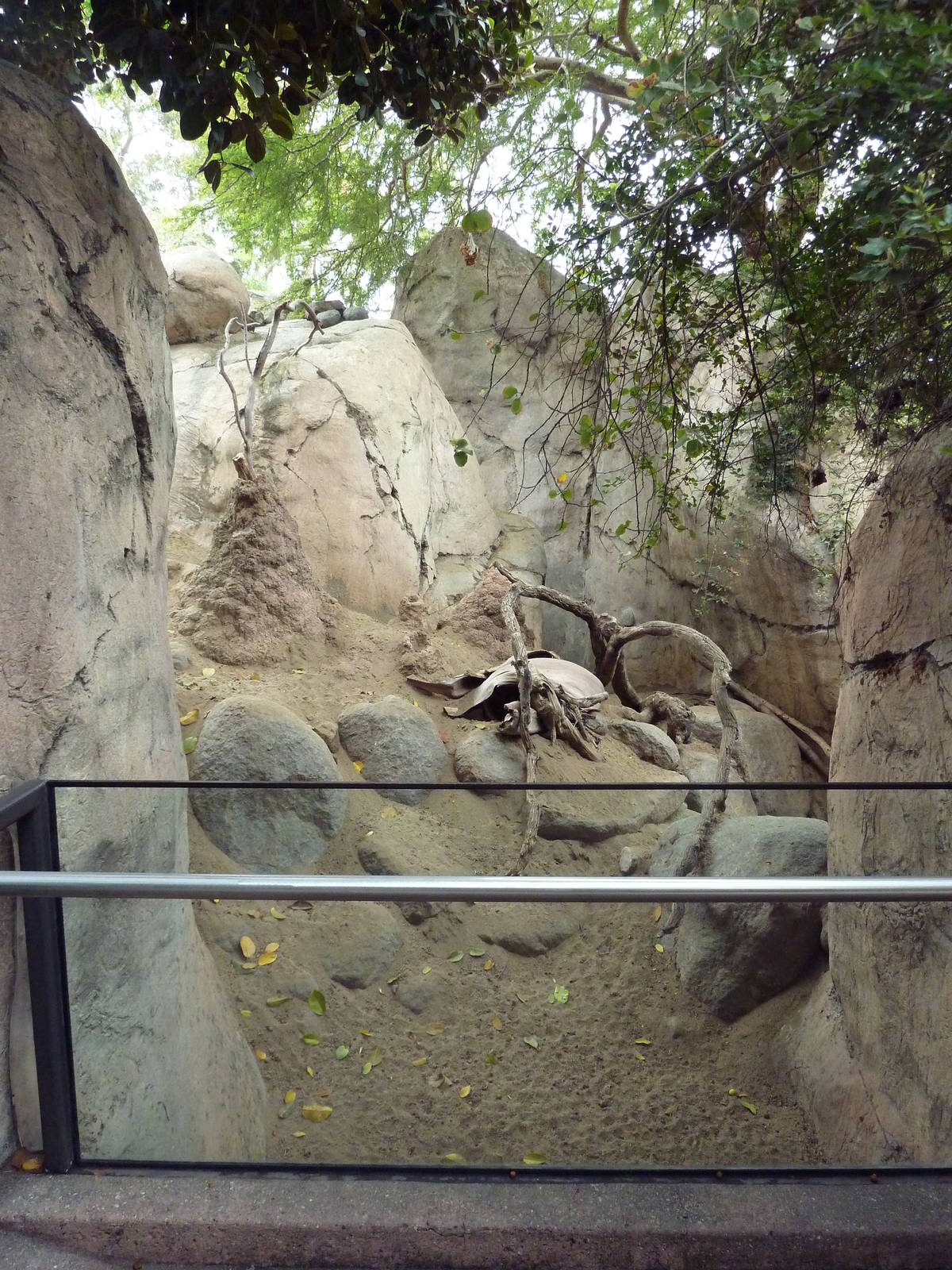 East African Kopje - Klipspringer/Rock Hyrax Exhibit