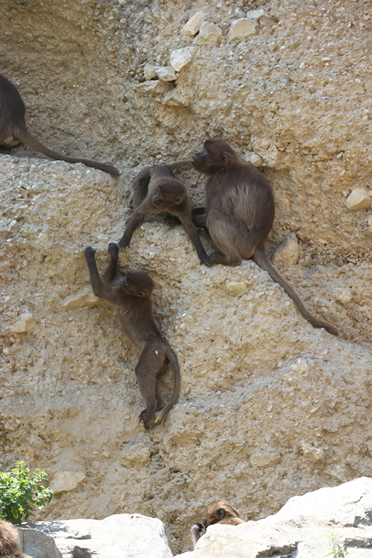 east African mountain