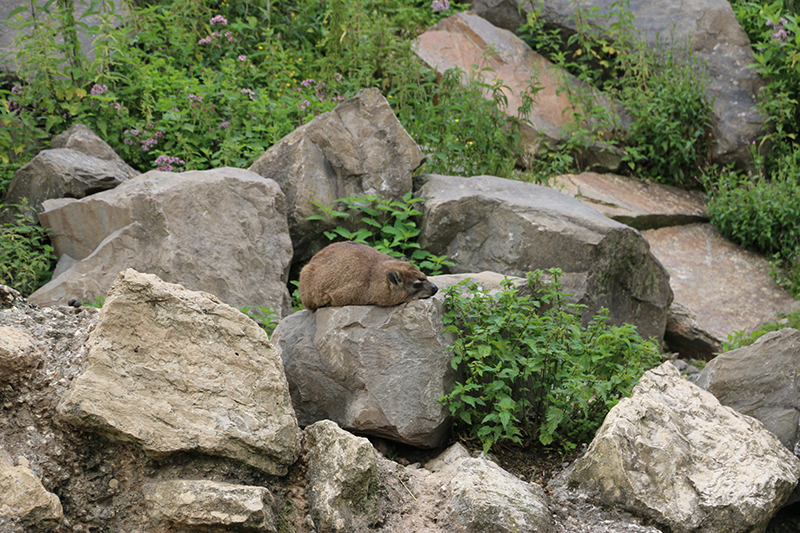 east African mountain