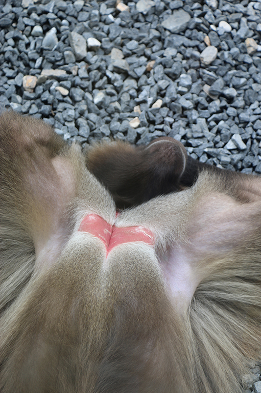 east African mountain