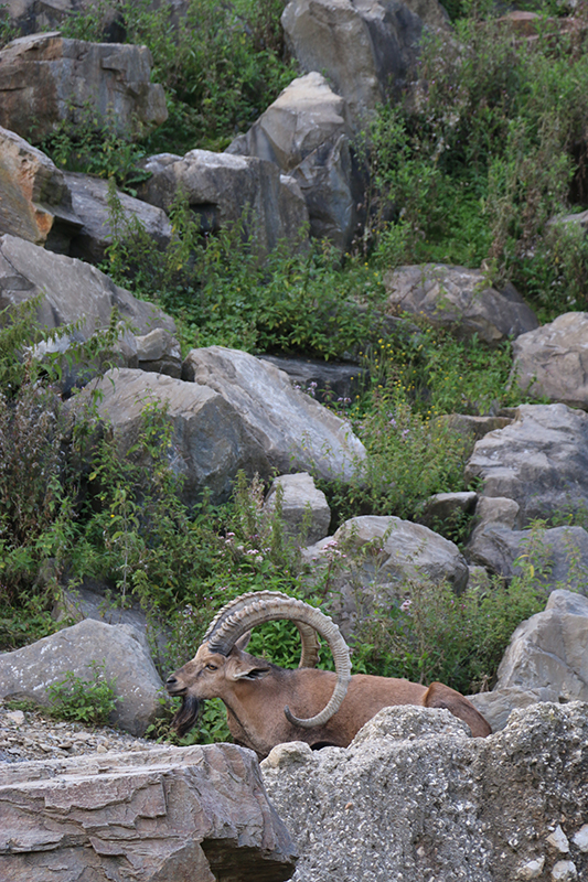 east African mountain
