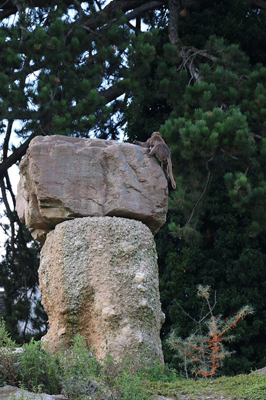 east African mountain