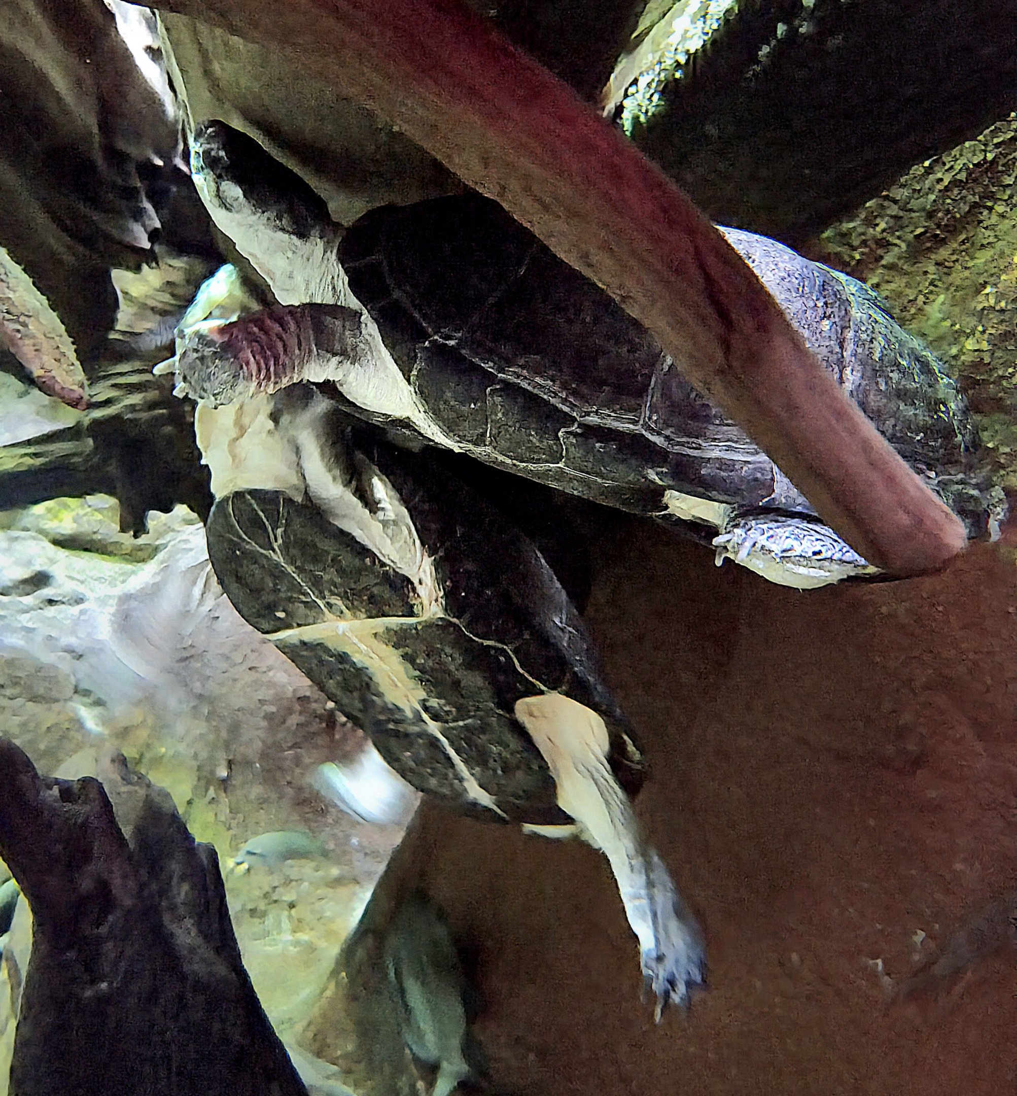 East African Mud Turtle - Zoo Knoxville