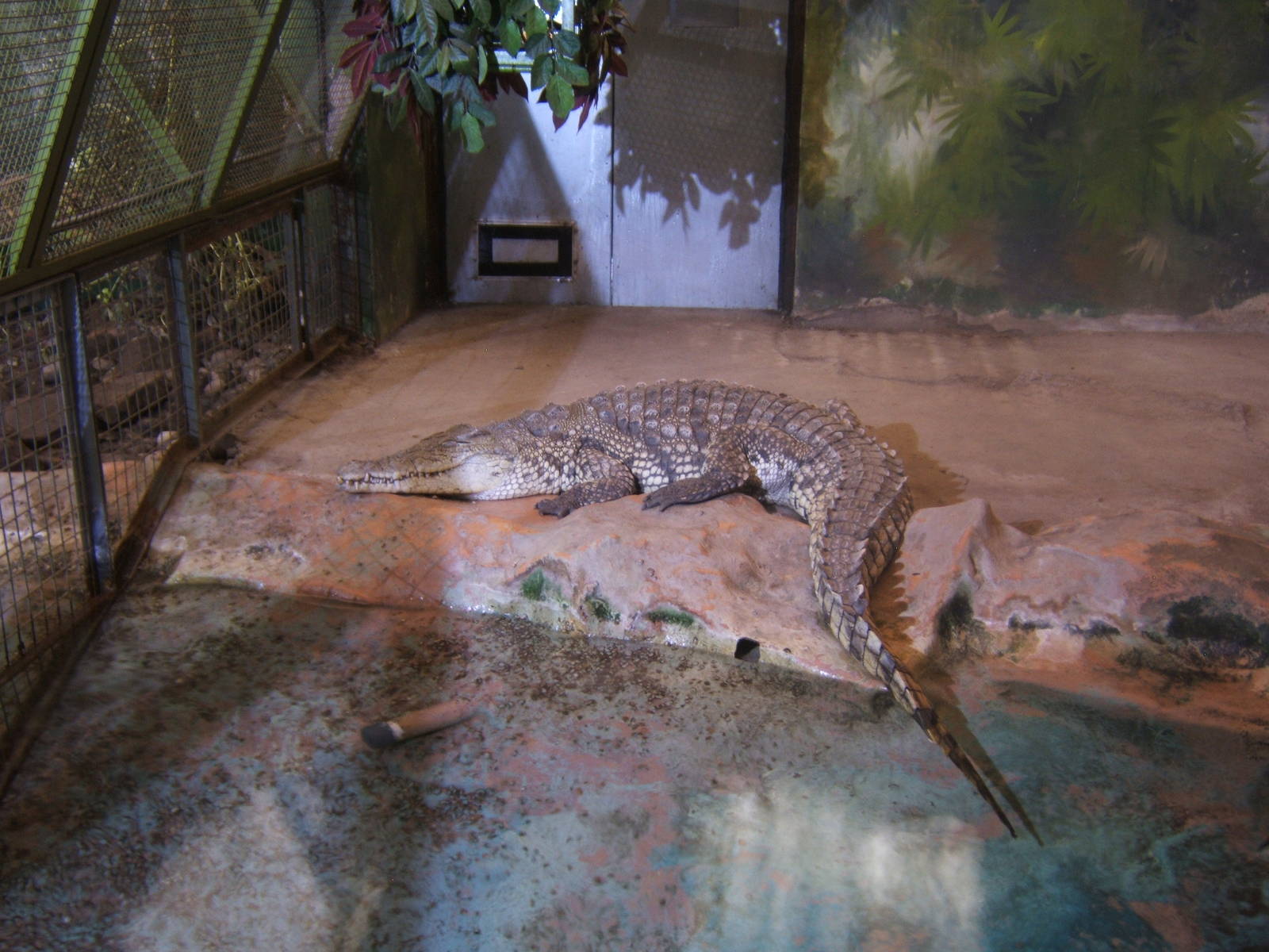 East African Nile Crocodile
