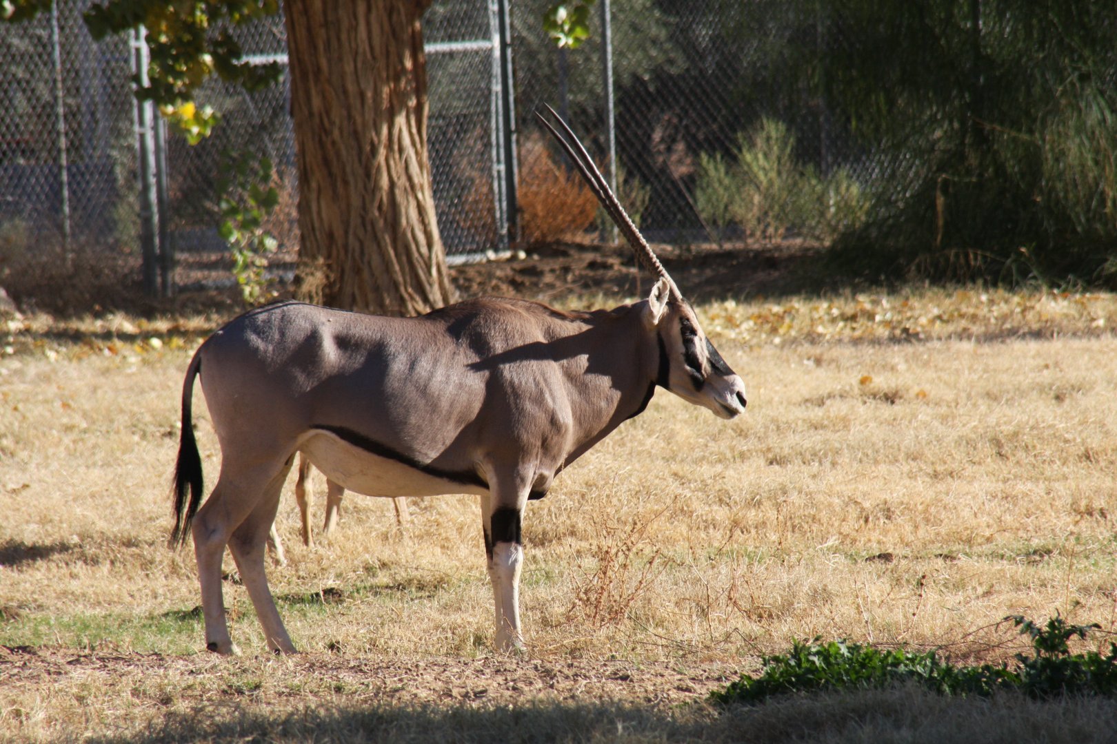 East African or Beisa oryx (Oryx beisa) 2010