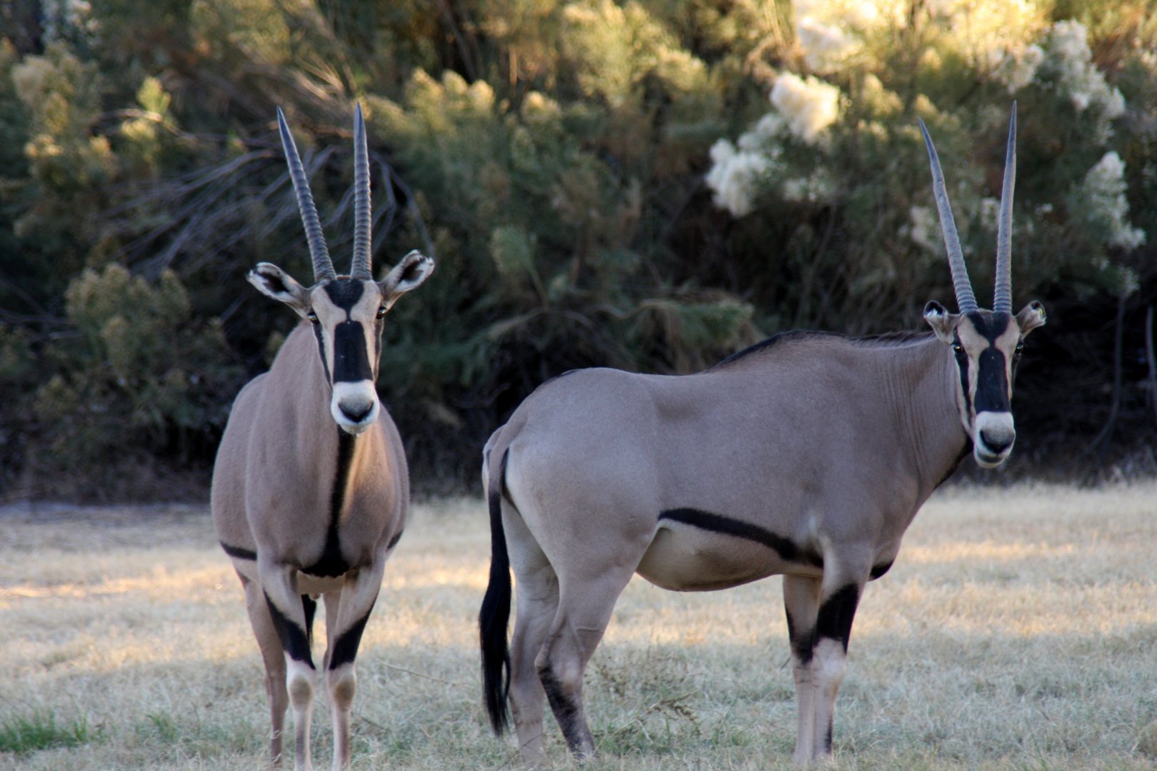 East African or Beisa oryx (Oryx beisa) 2010