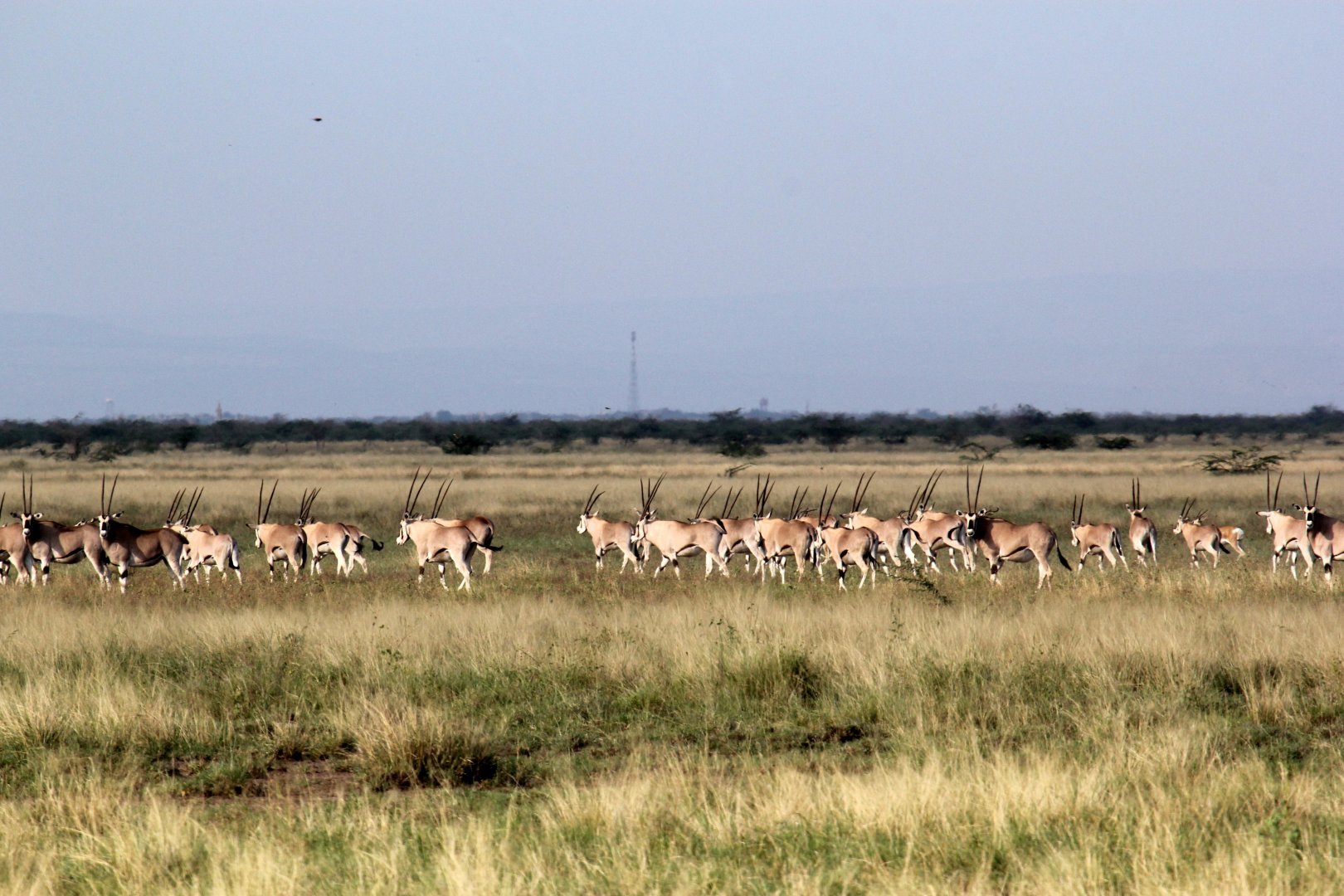 East African or Beisa oryx (Oryx beisa) herd