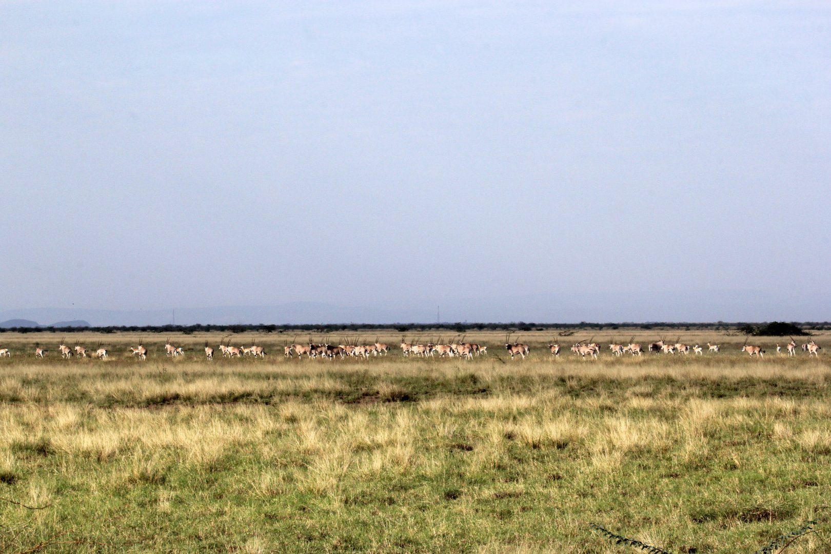 East African or Beisa oryx (Oryx beisa) herd