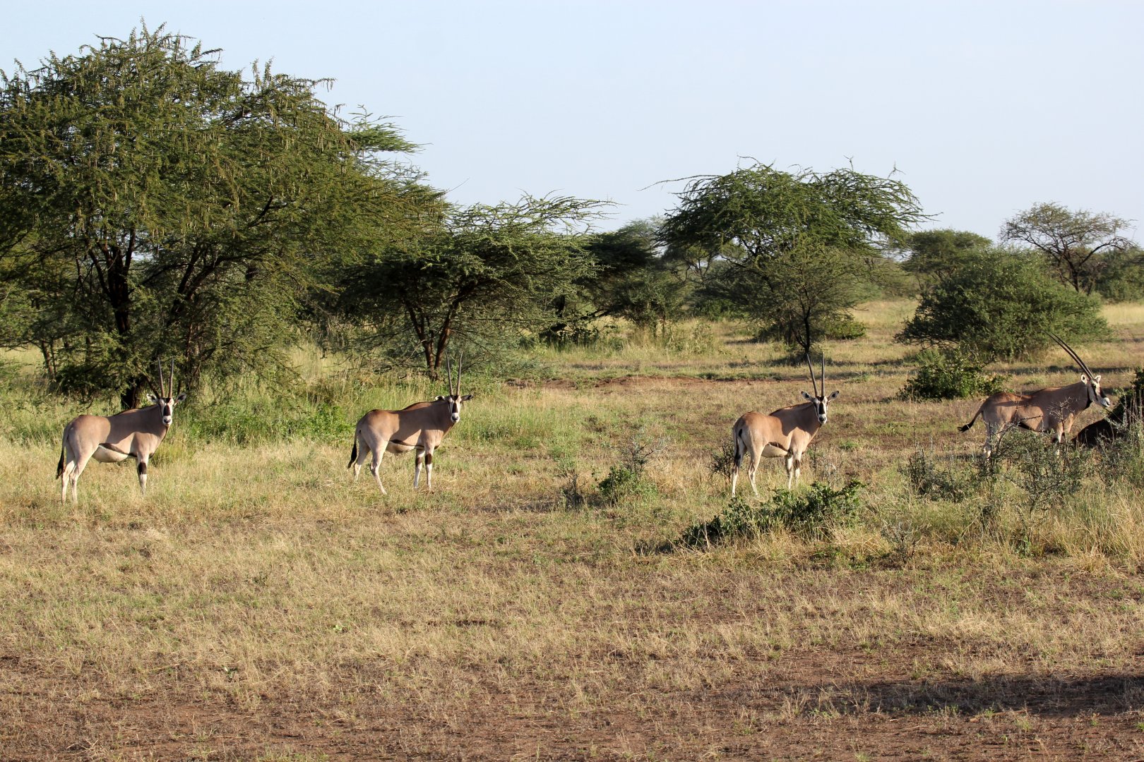 East African or beisa oryx (Oryx beisa) social distancing before it was cool