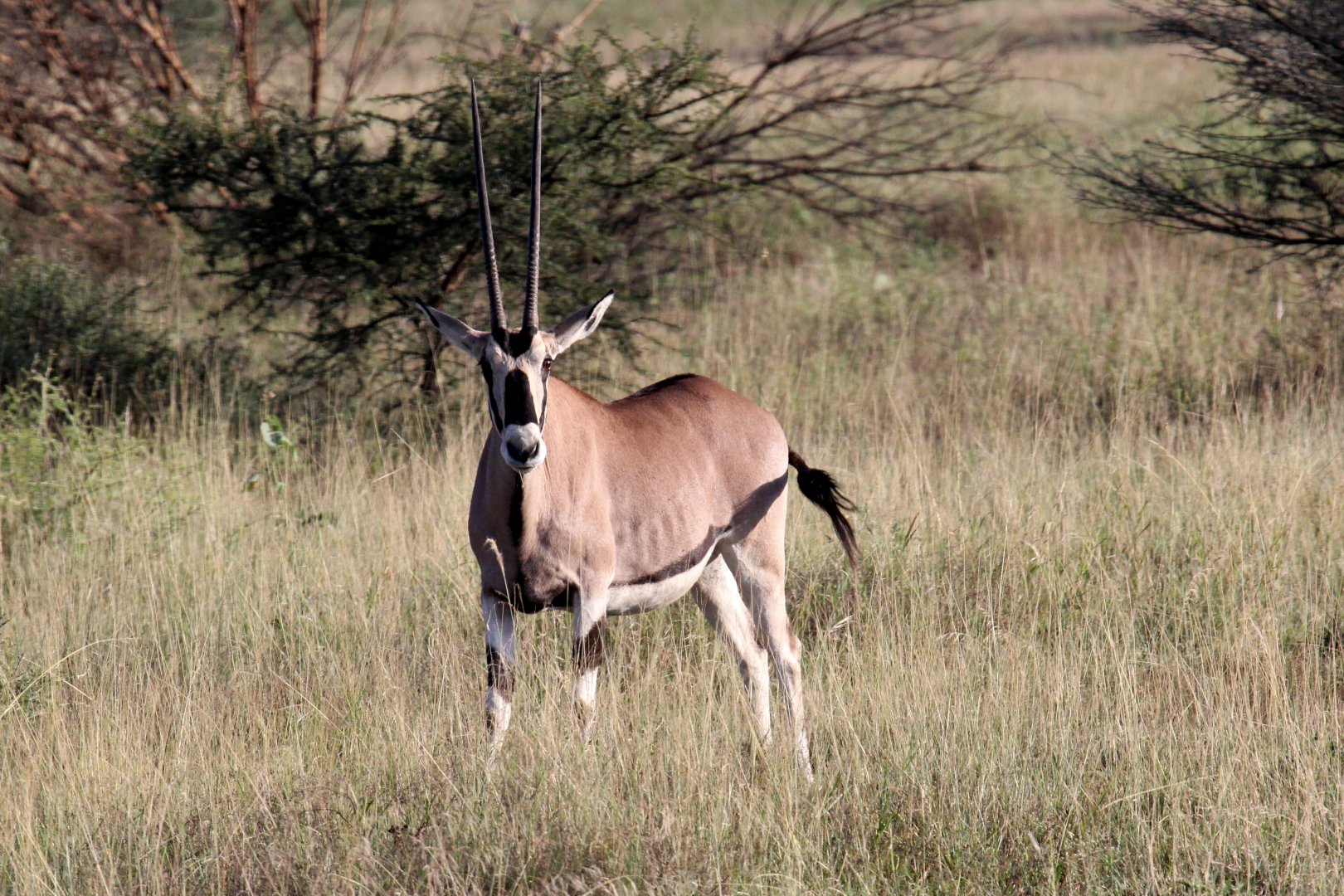 East African or beisa oryx (Oryx beisa)