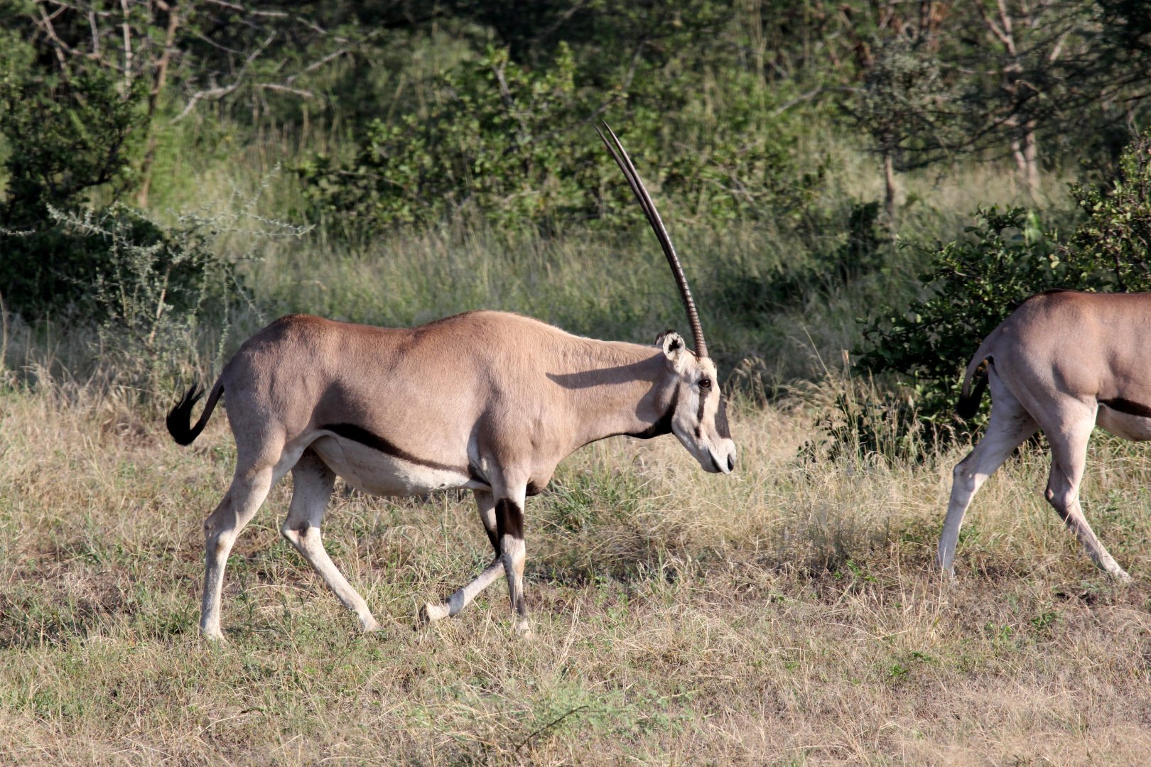 East African or beisa oryx (Oryx beisa)