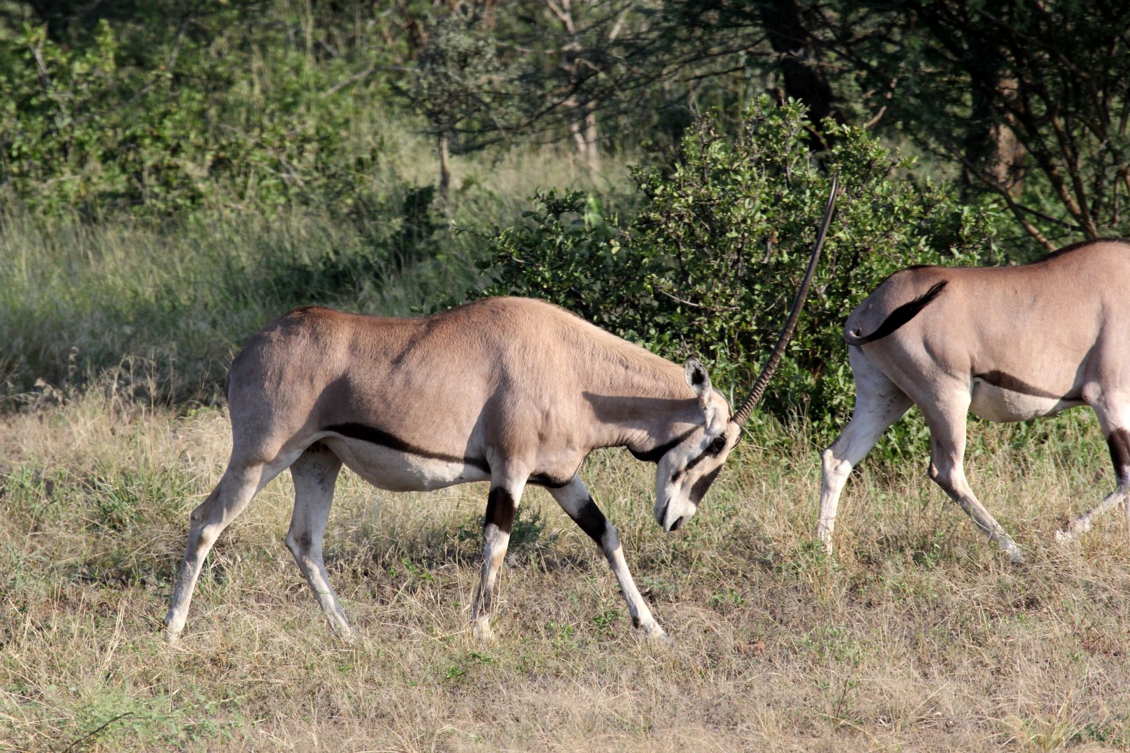 East African or beisa oryx (Oryx beisa)
