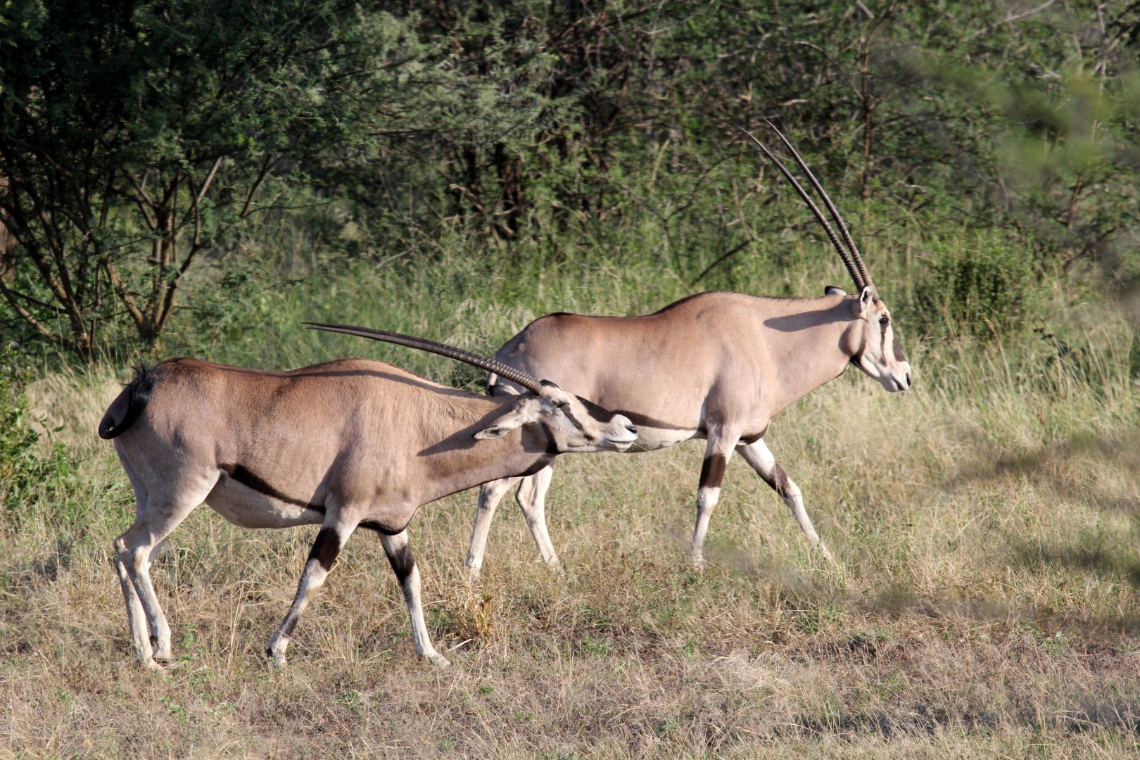 East African or beisa oryx (Oryx beisa)