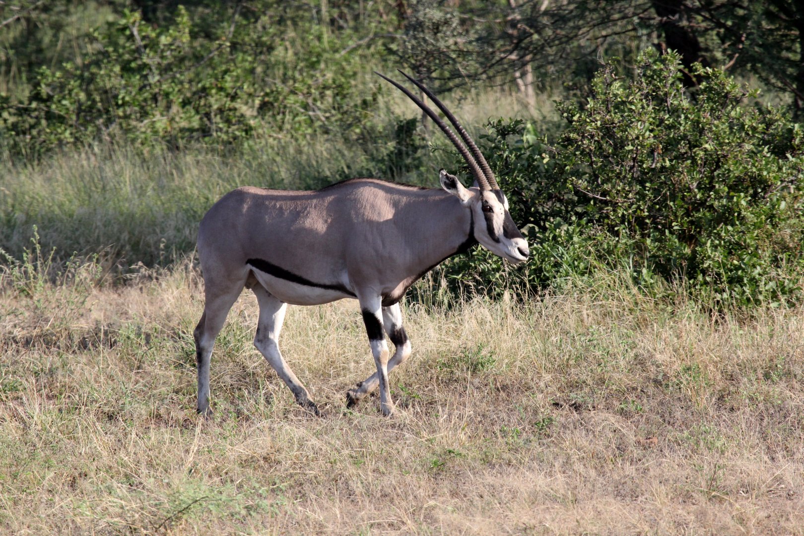 East African or beisa oryx (Oryx beisa)