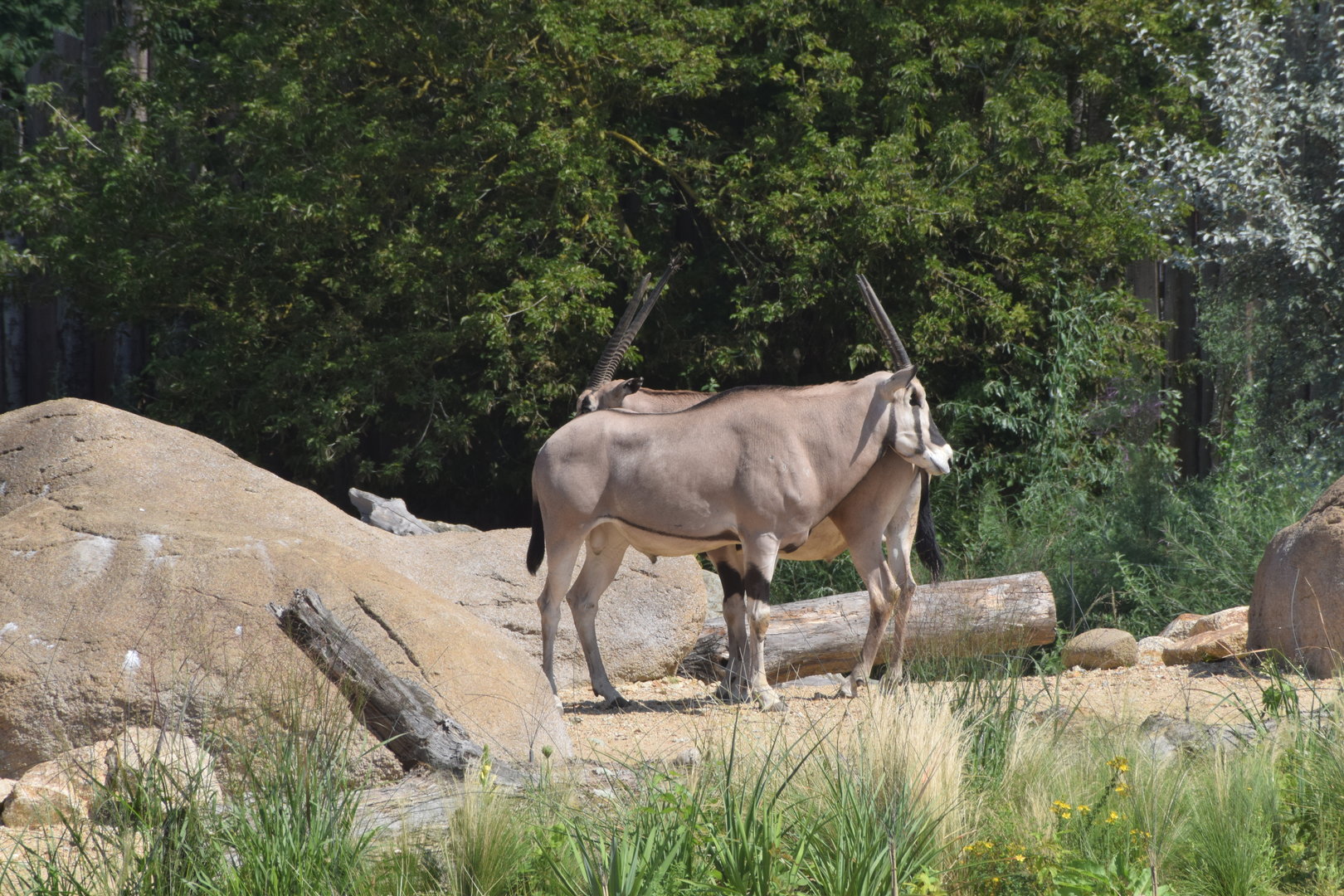 East African oryx - August 2023