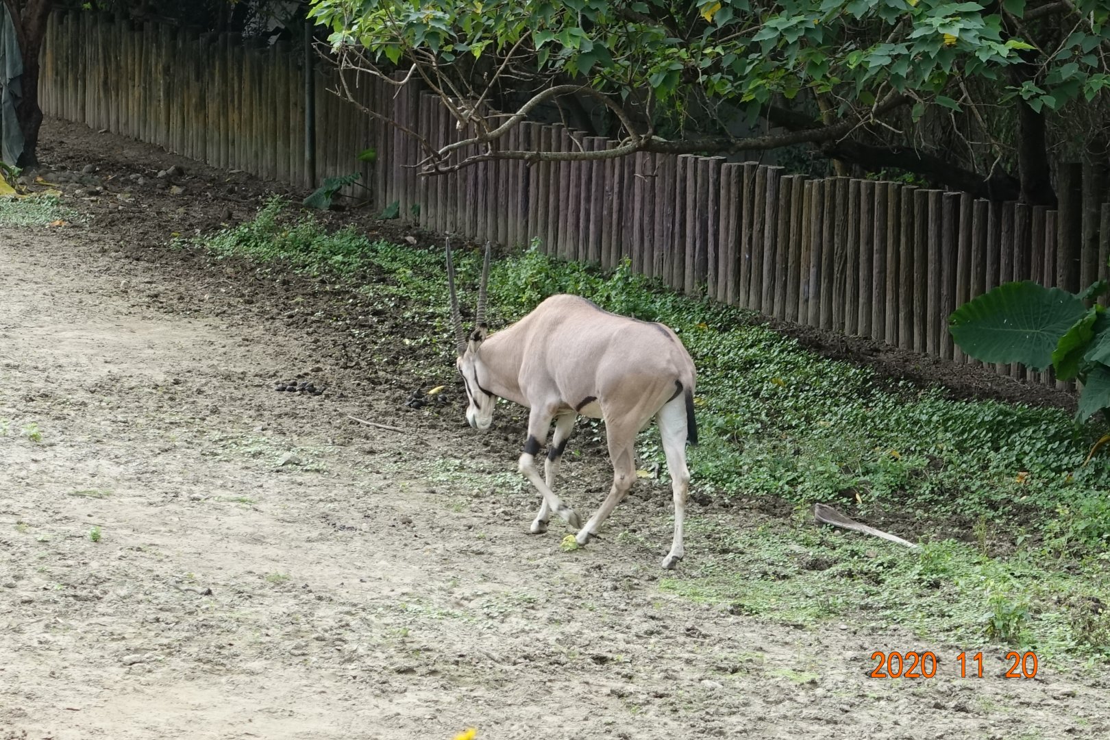 East African Oryx (Oryx beisa)