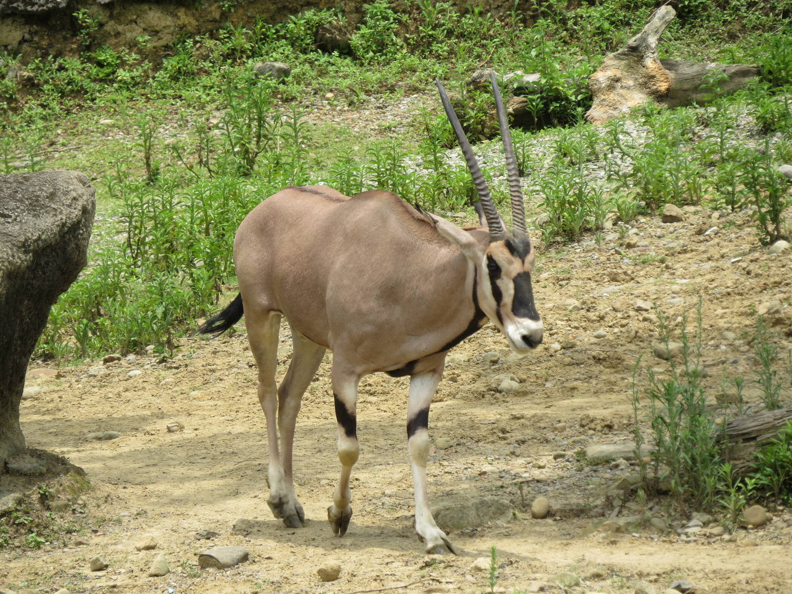 East African oryx