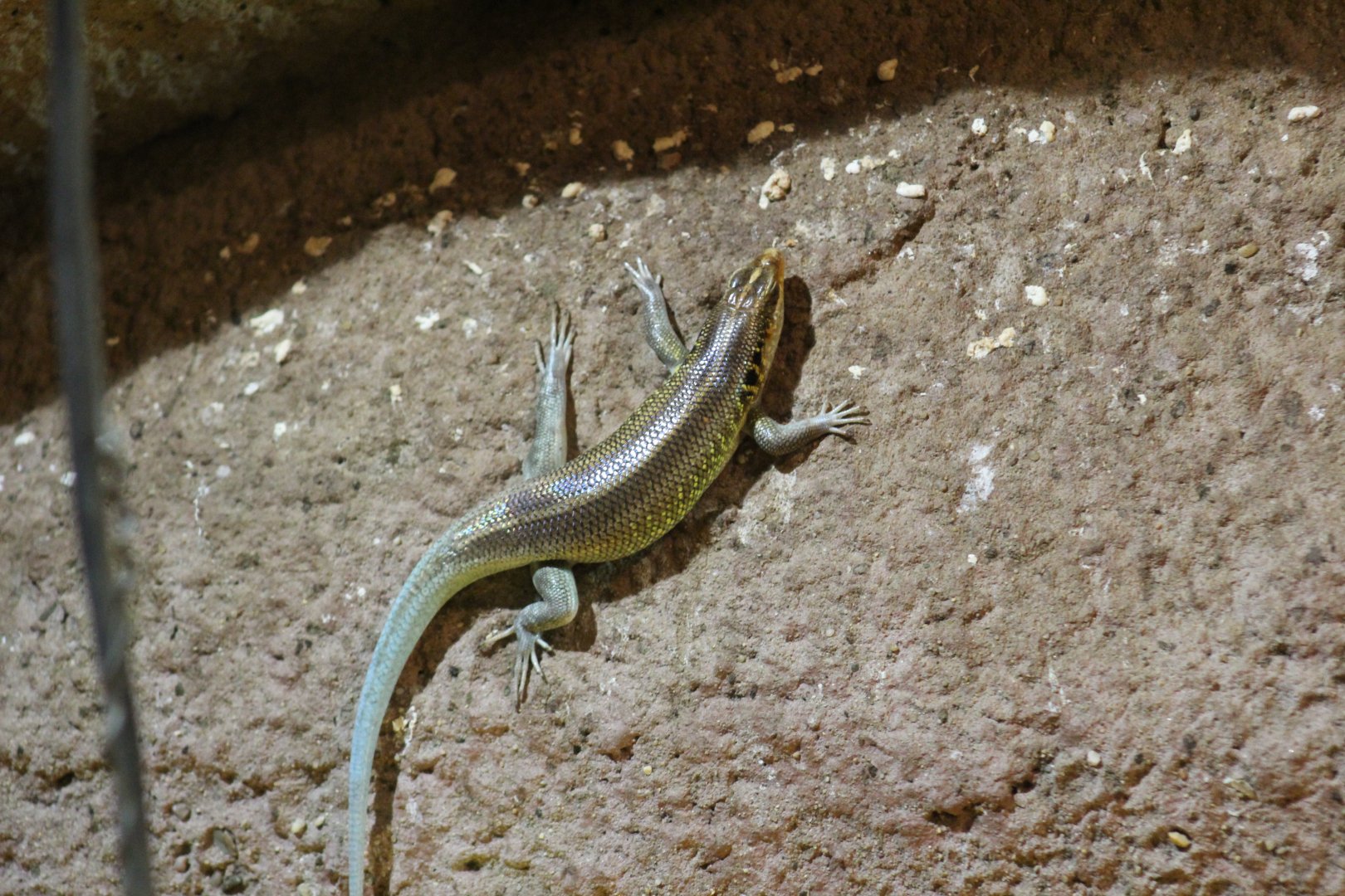 East African Rainbow Skink