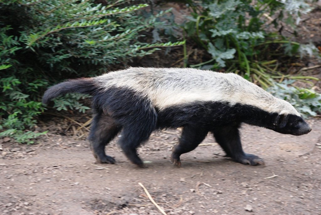 East African Ratel at Howletts, 30/08/14