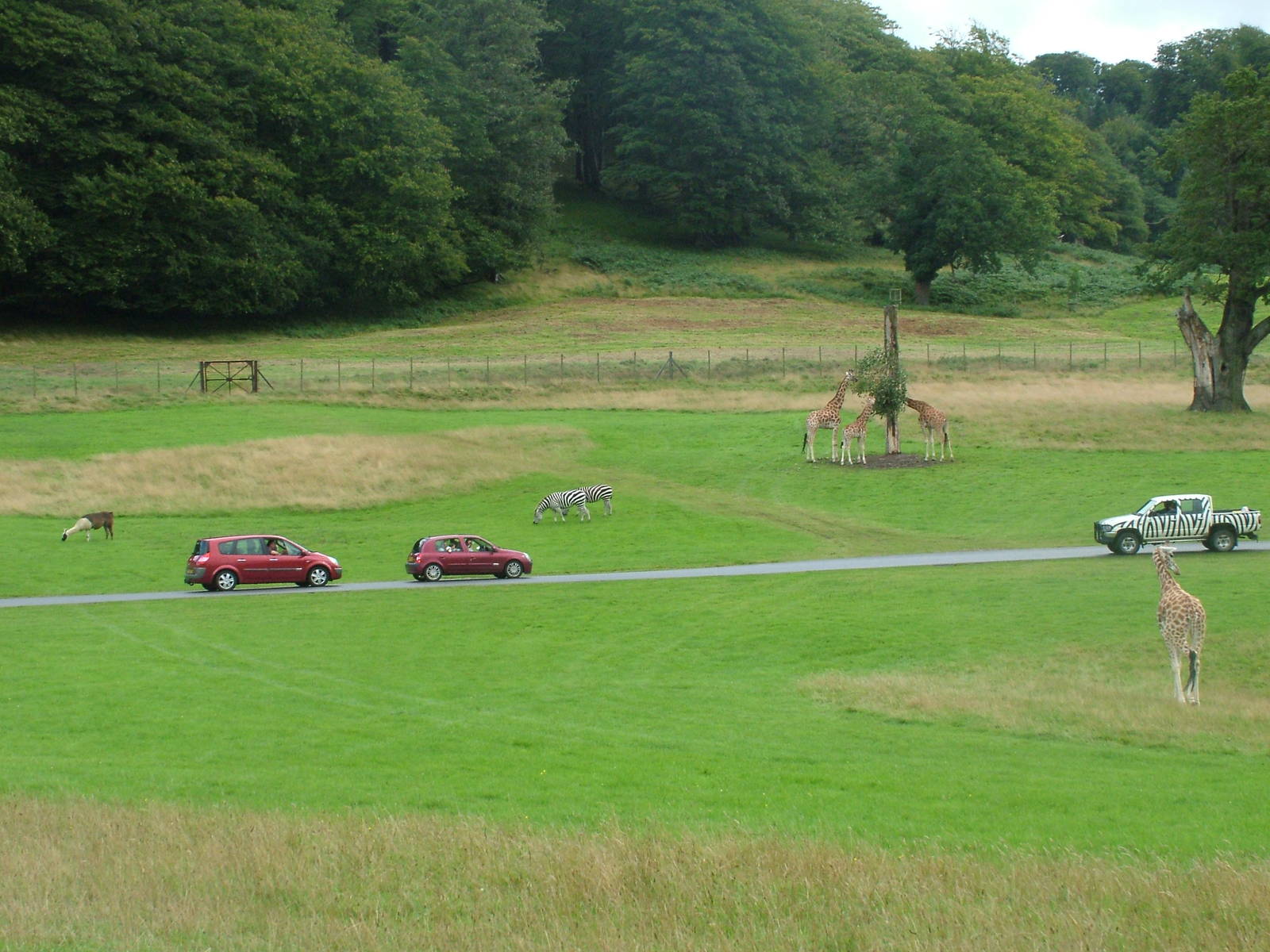 East African Reserve at Longleat August 2008