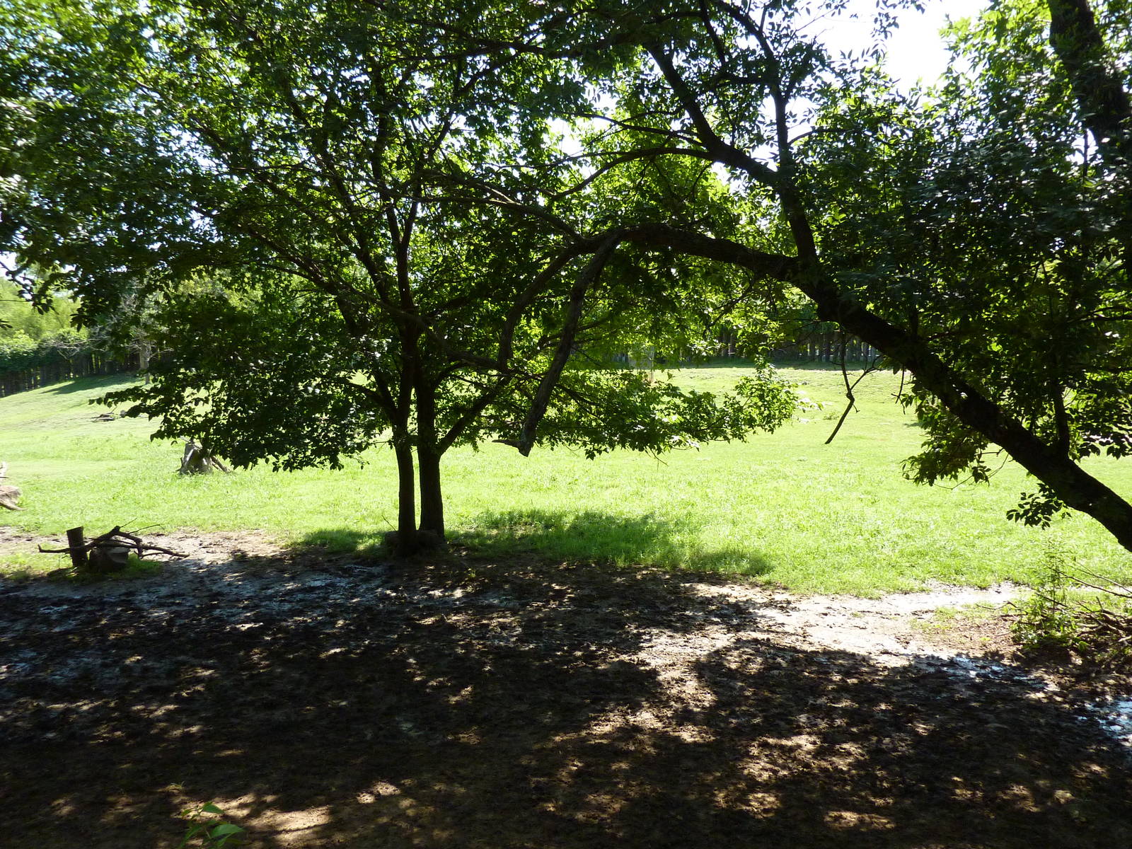 East African Savanna - Zebras, Marabou Storks, African Crowned Cranes, Ostr