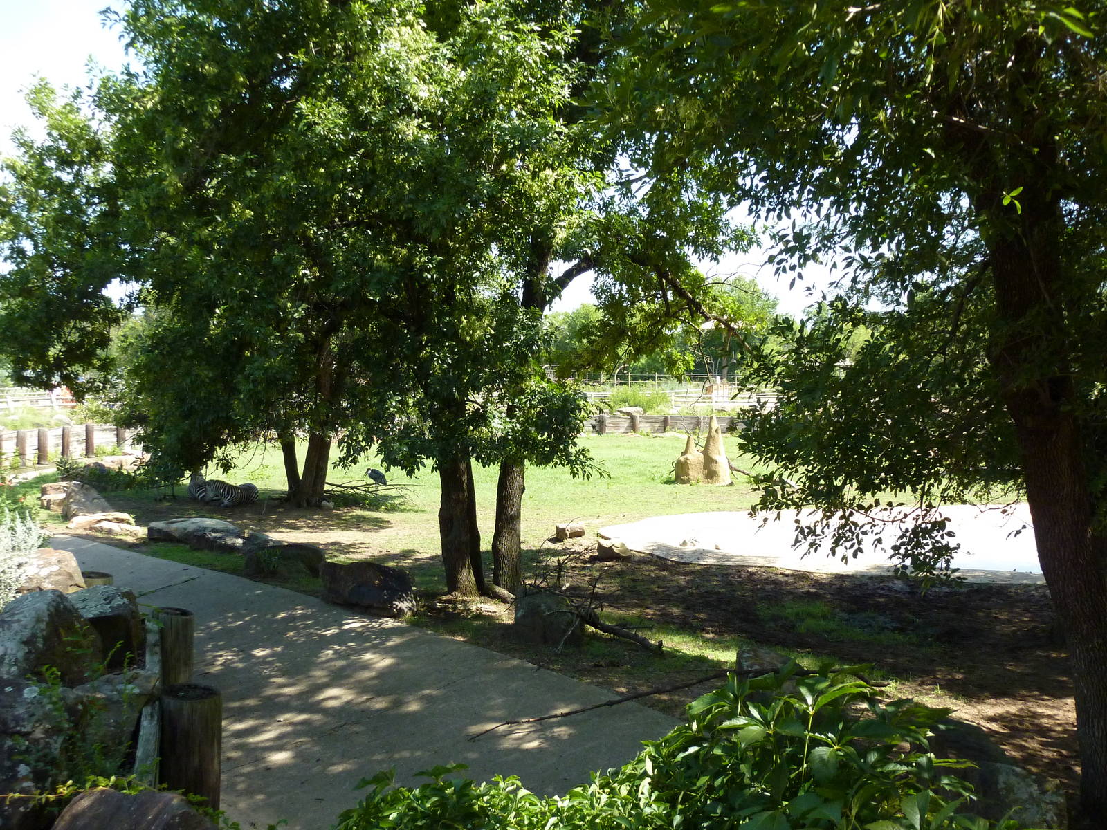 East African Savanna - Zebras, Marabou Storks, African Crowned Cranes, Ostr