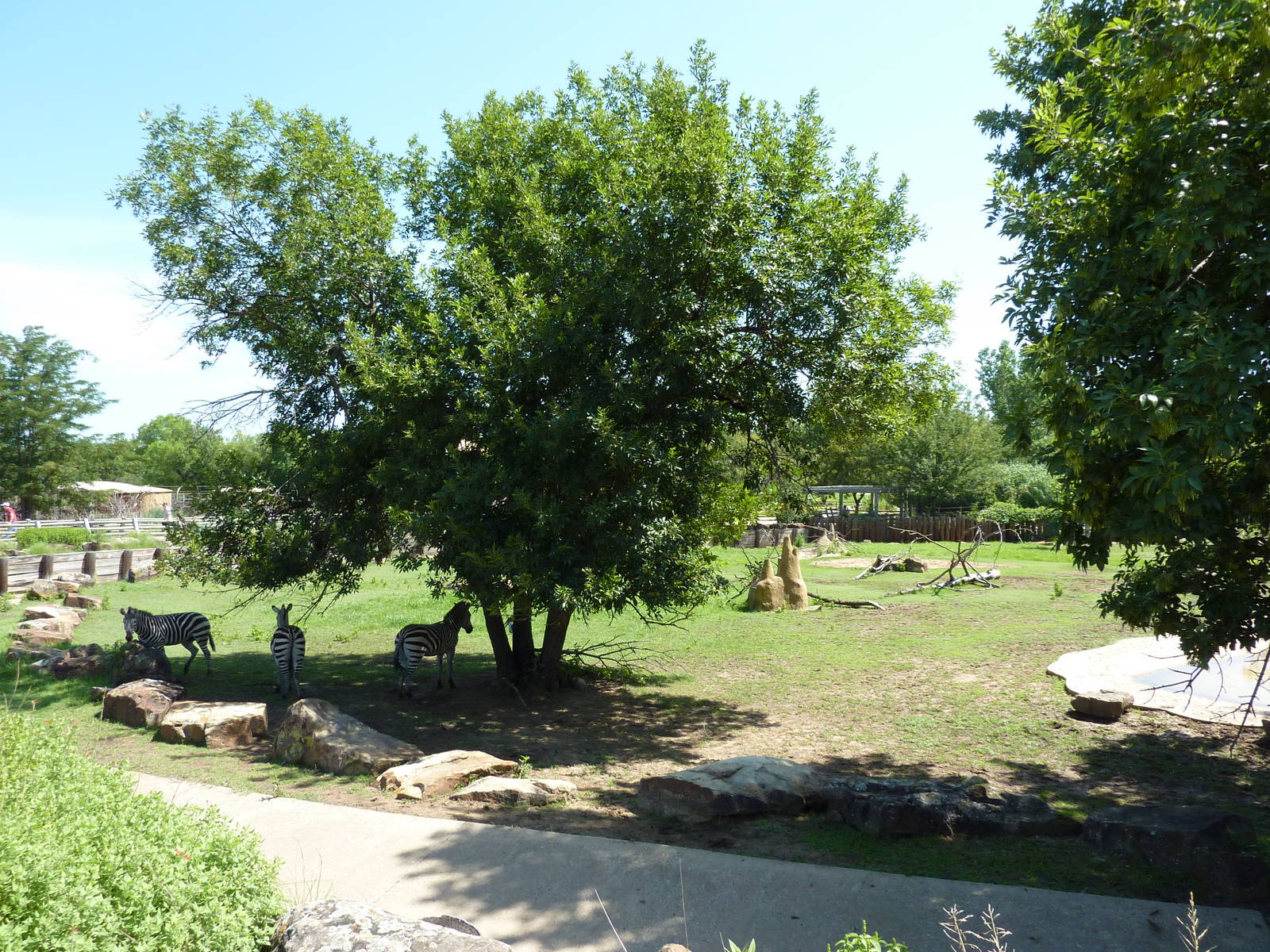 East African Savanna - Zebras, Marabou Storks, African Crowned Cranes, Ostr