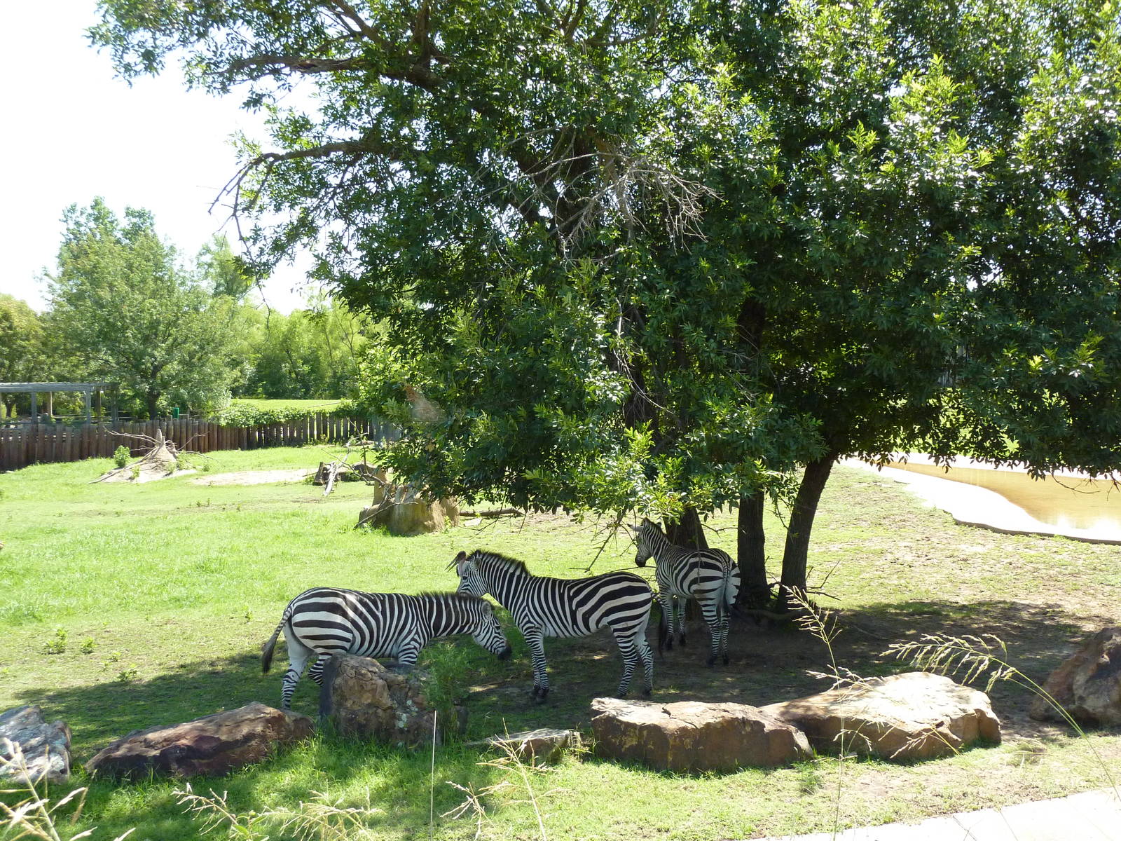 East African Savanna - Zebras, Marabou Storks, African Crowned Cranes, Ostr