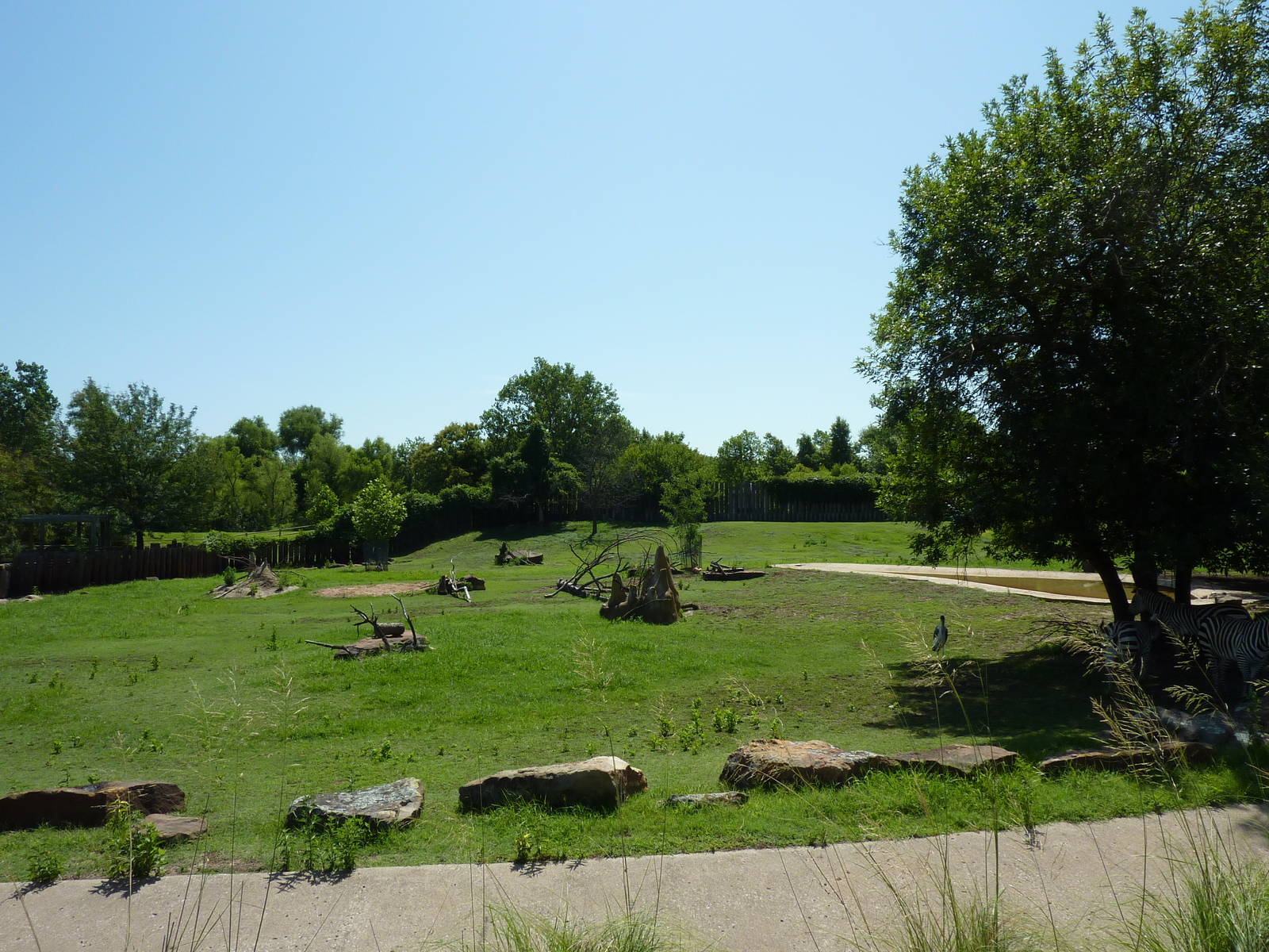 East African Savanna - Zebras, Marabou Storks, African Crowned Cranes, Ostr