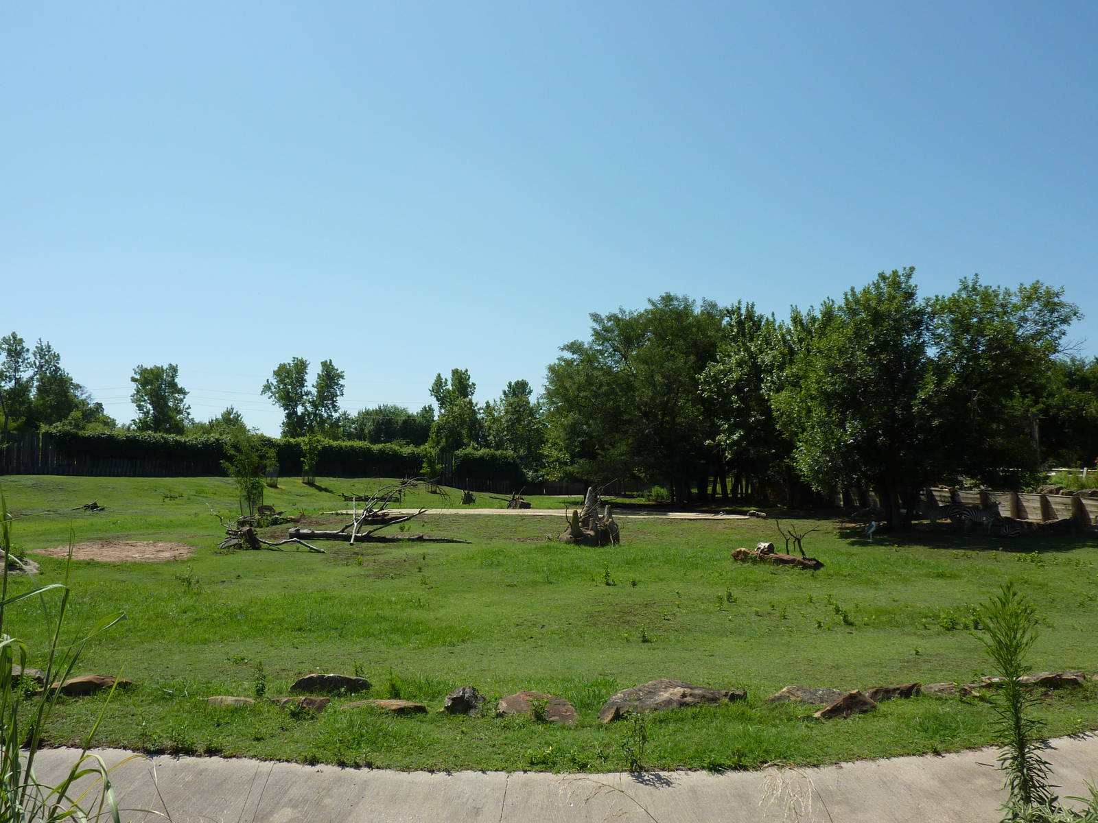 East African Savanna - Zebras, Marabou Storks, African Crowned Cranes, Ostr