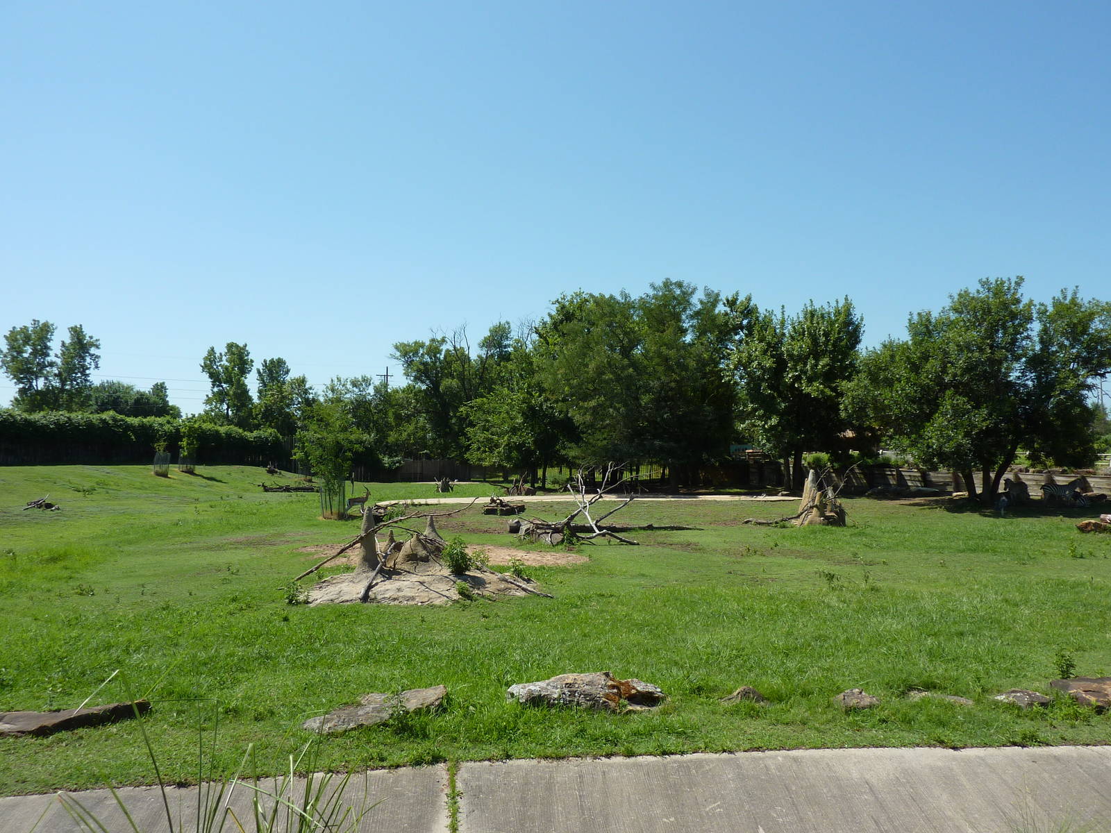 East African Savanna - Zebras, Marabou Storks, African Crowned Cranes, Ostr