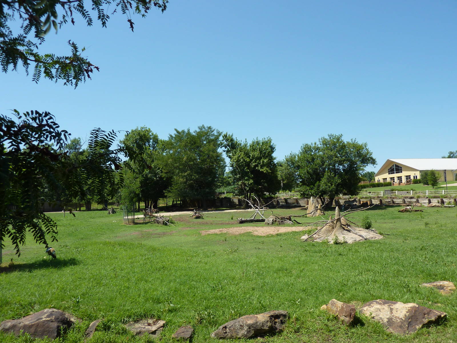 East African Savanna - Zebras, Marabou Storks, African Crowned Cranes, Ostr