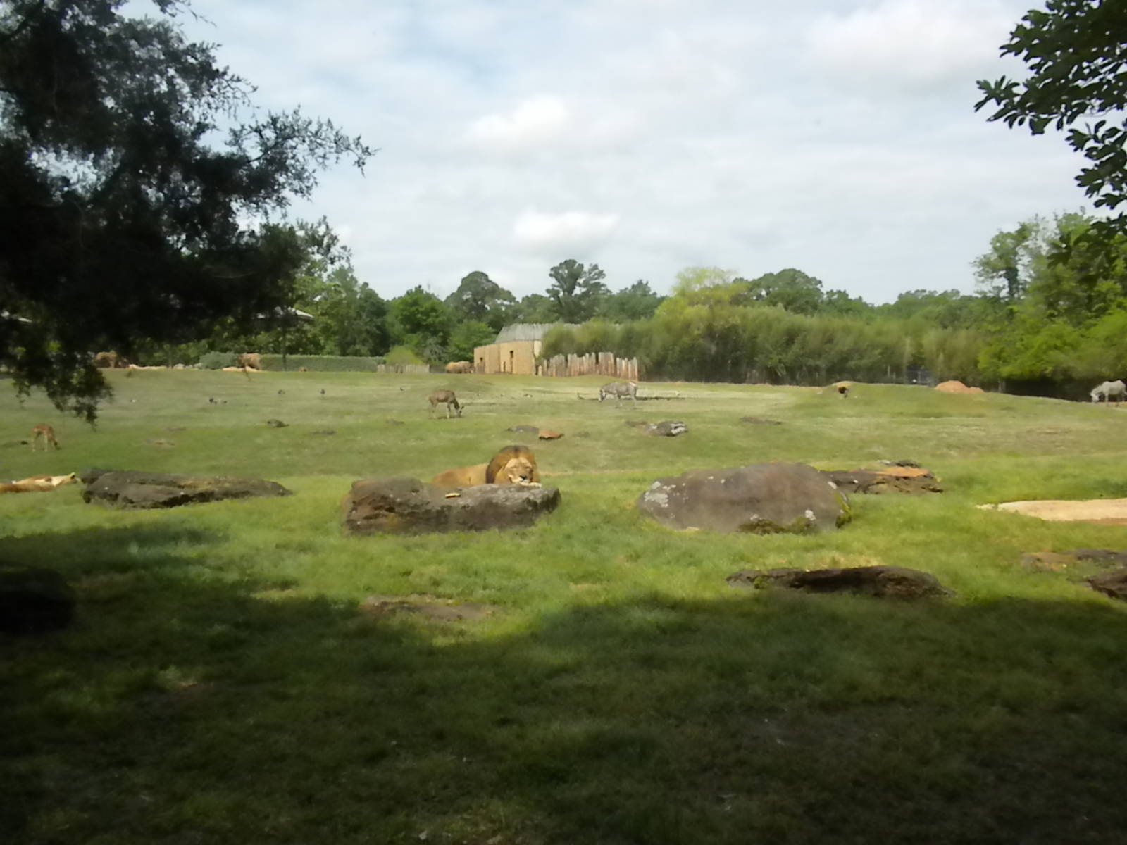 East African Savanna