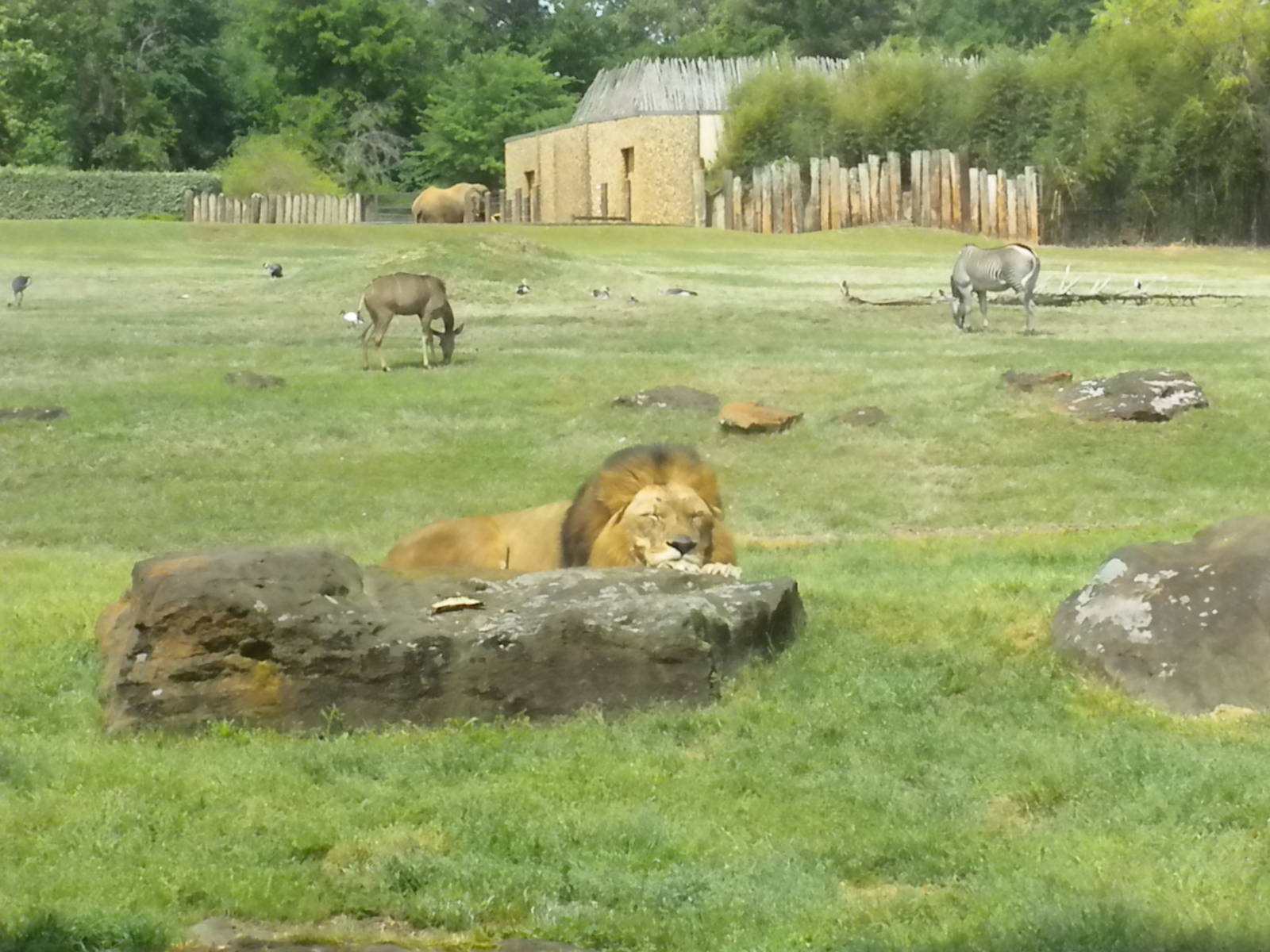 East African Savanna