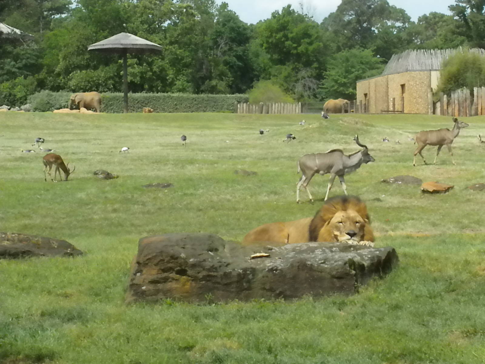 East African Savanna