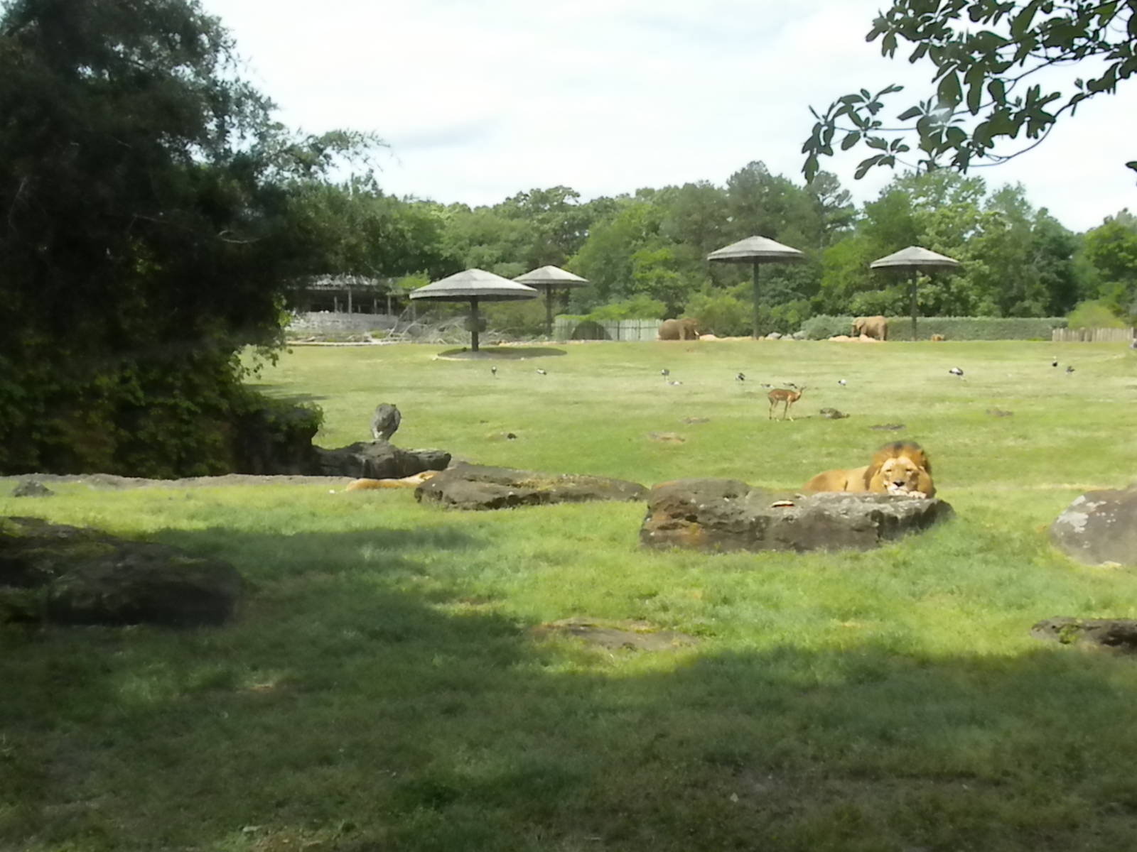 East African Savanna