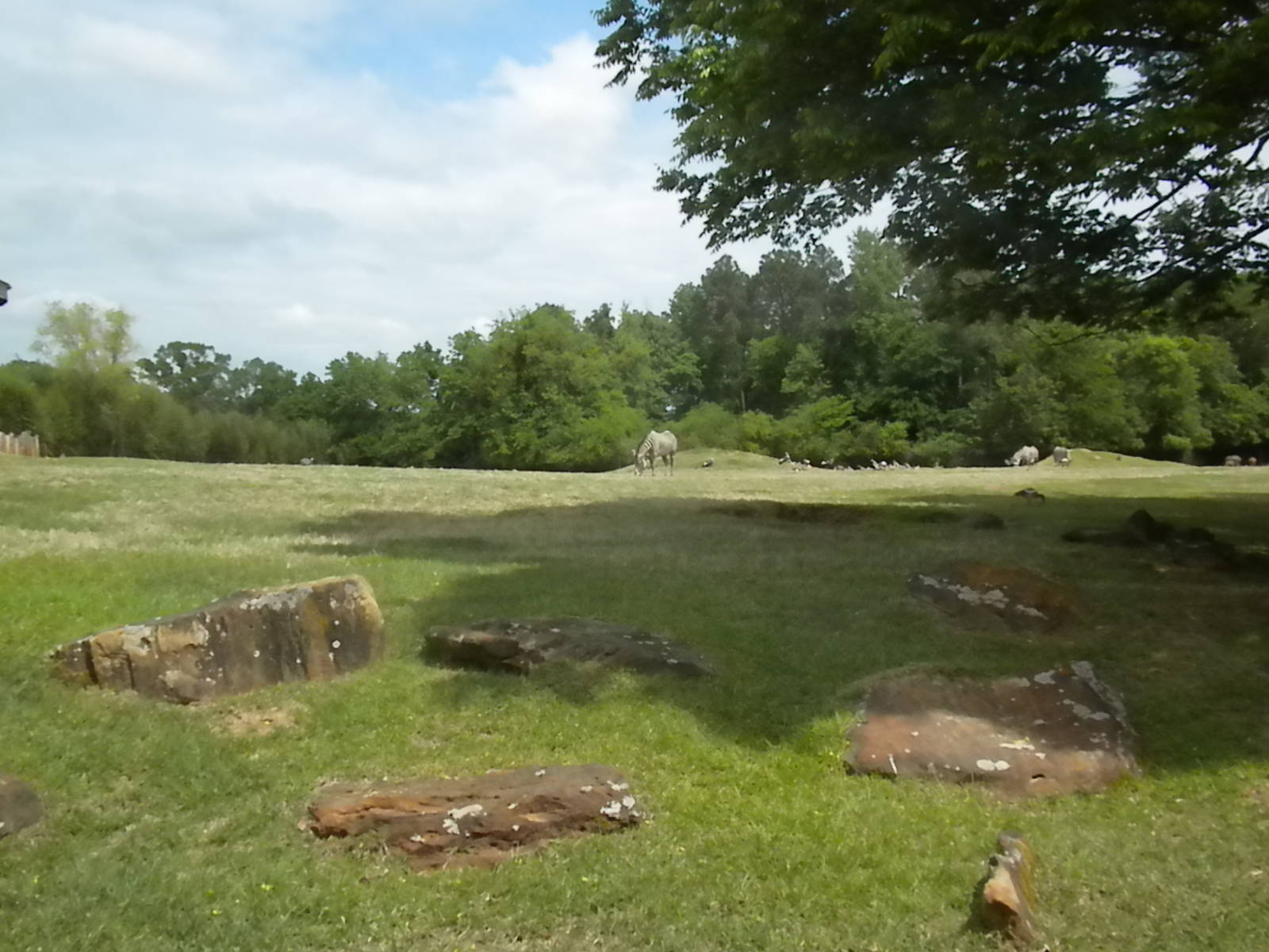 East African Savanna