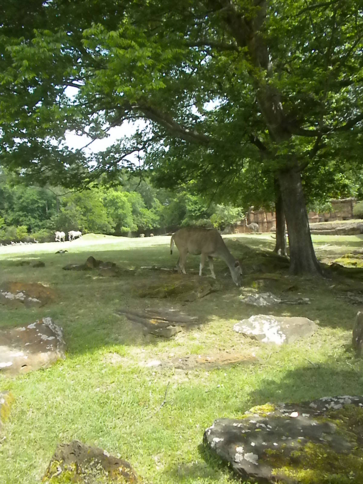 East African Savanna