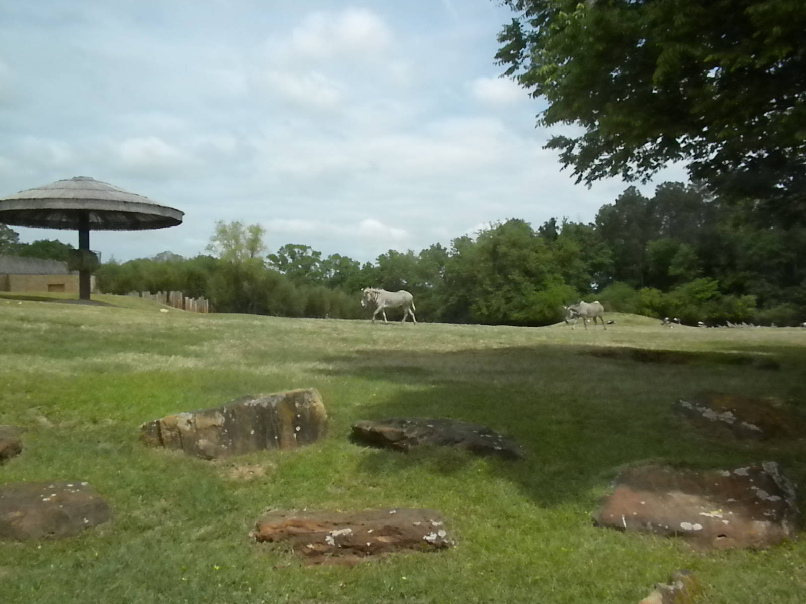 East African Savanna