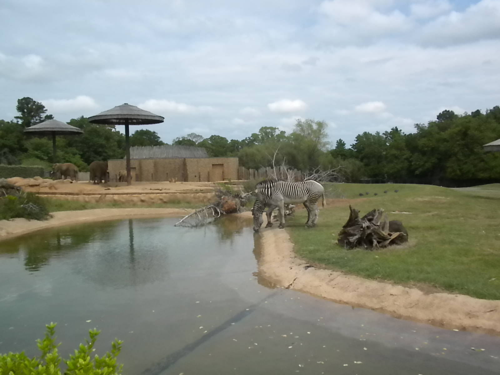 East African Savanna