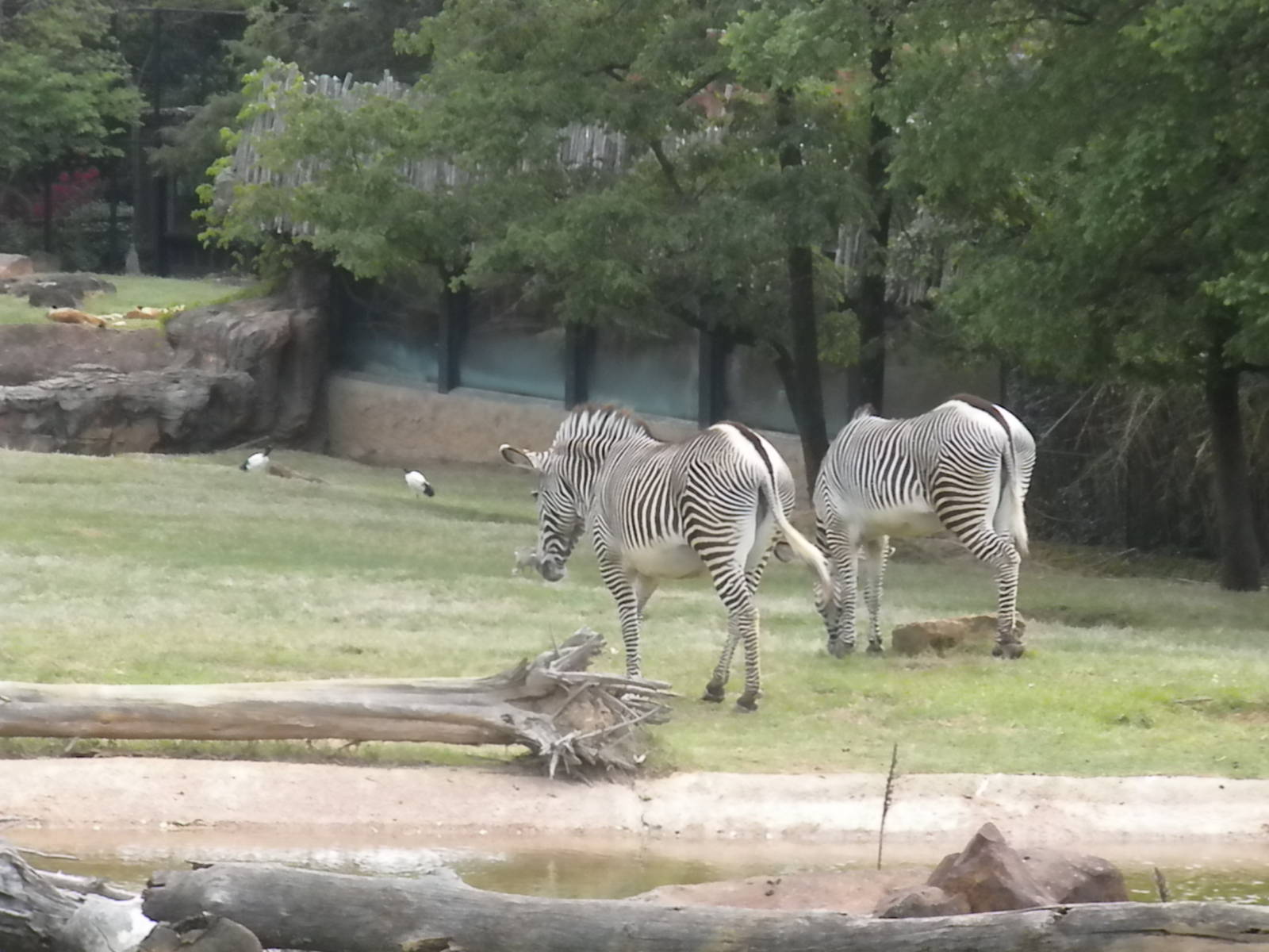 East African Savanna