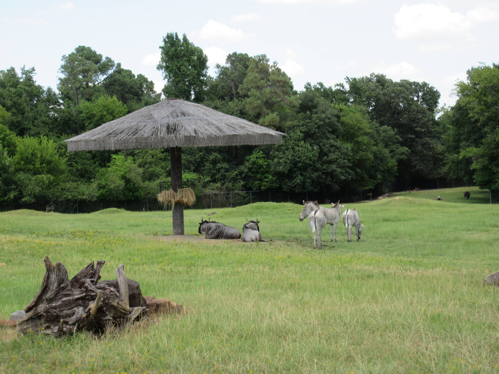 East African Savanna