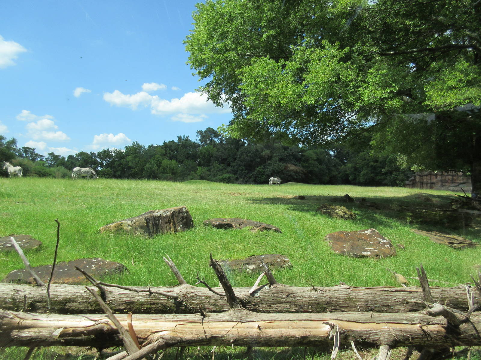 East African Savanna