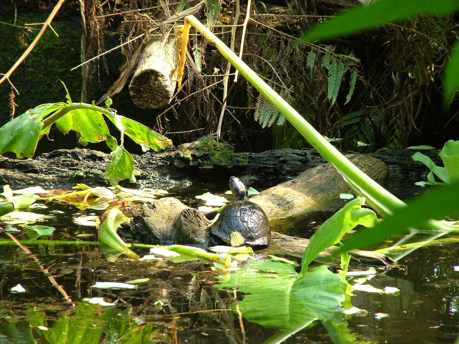 East African Side-necked Turtle, Masoala Rainforest at Zurich 31/08/09