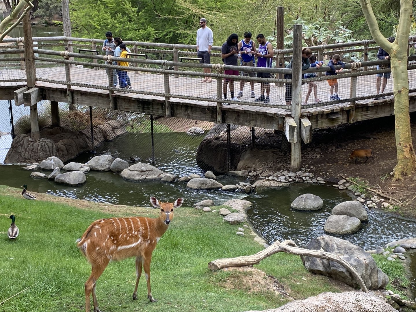 East African Sitatunga - African Woods