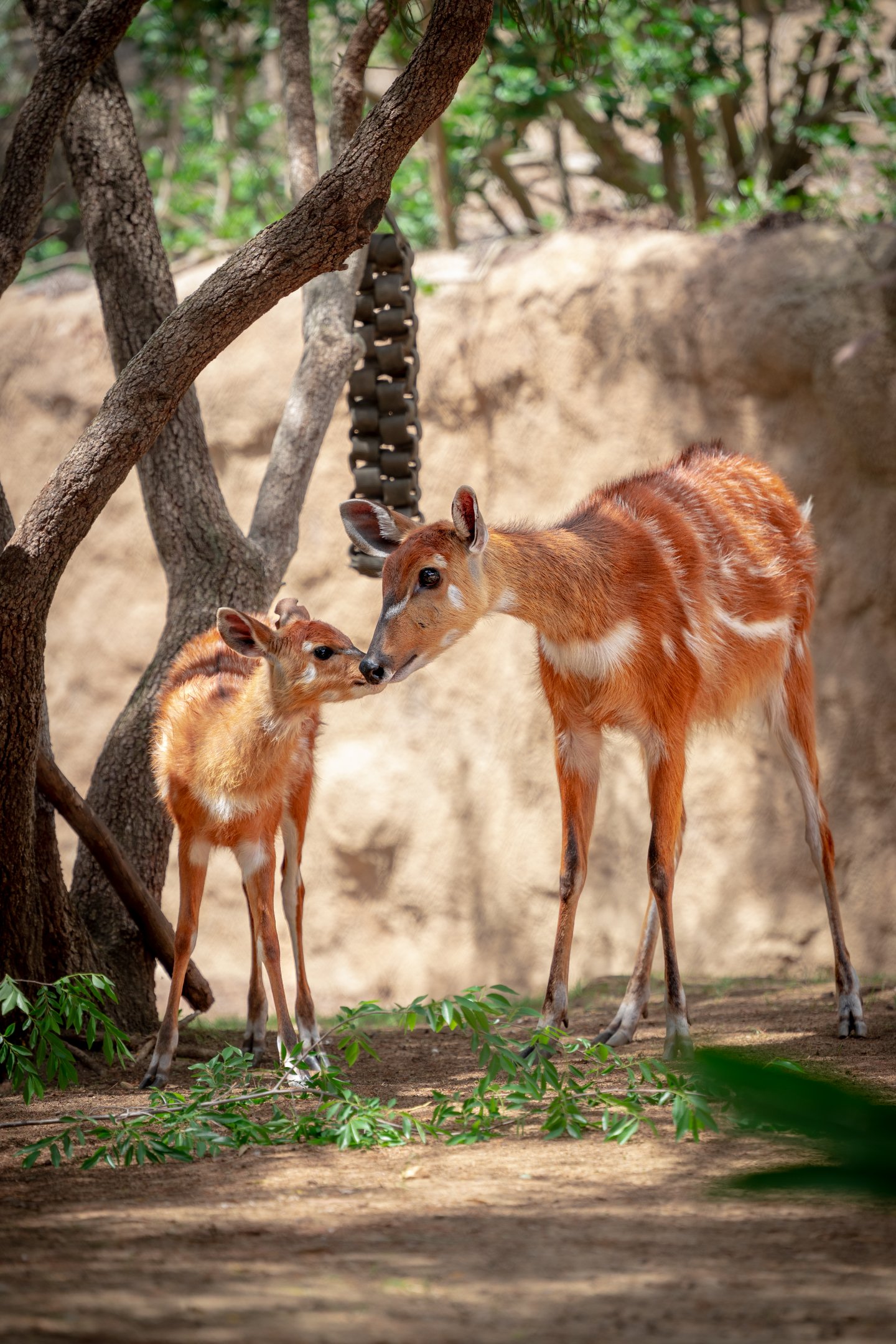 East African Sitatunga and fawn