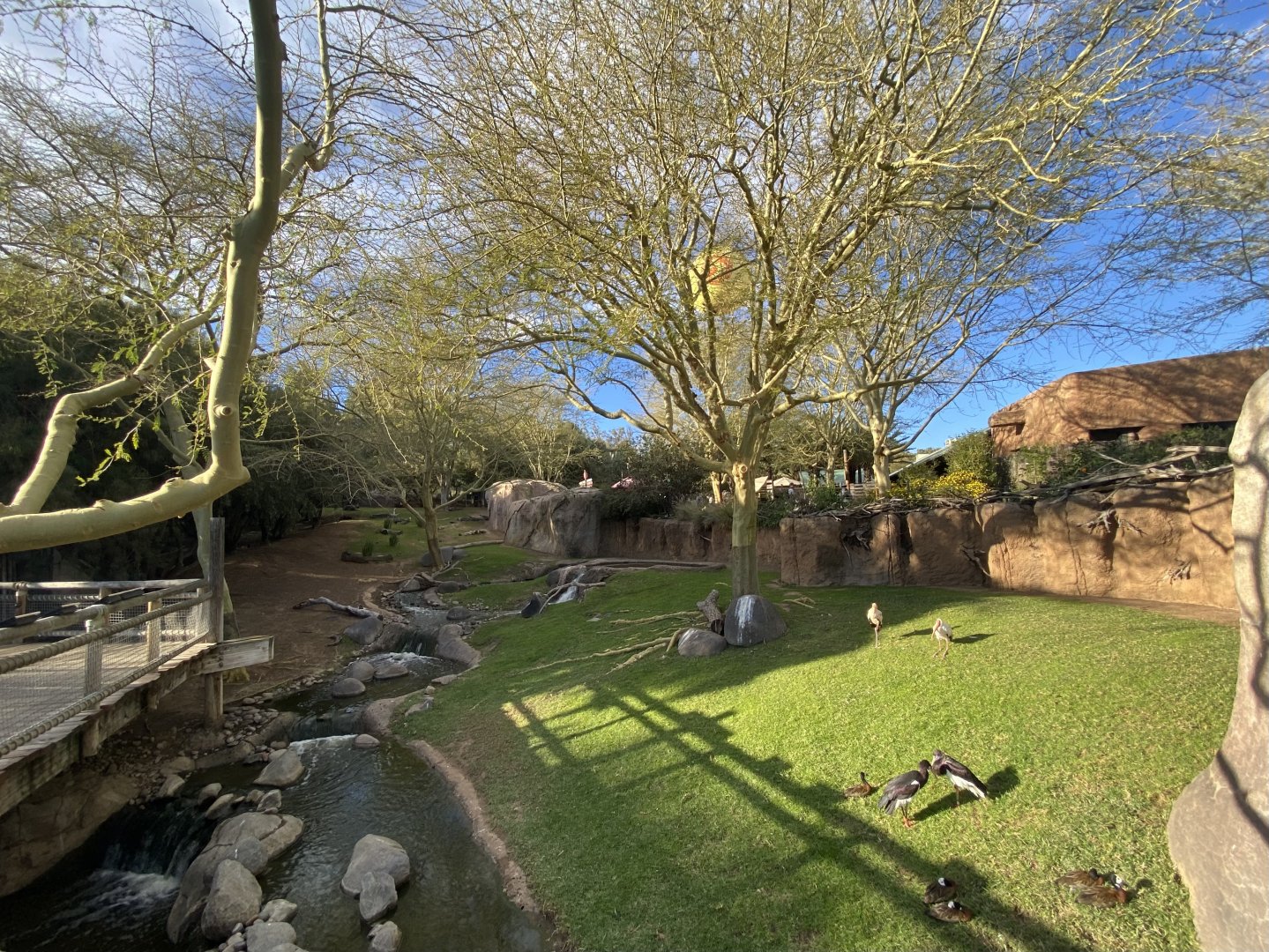 East African Sitatunga, Southern Steenbok, Red-flanked Duiker, Abdim’s Stork, and White-faced Whistling Duck Habitat - African Loop